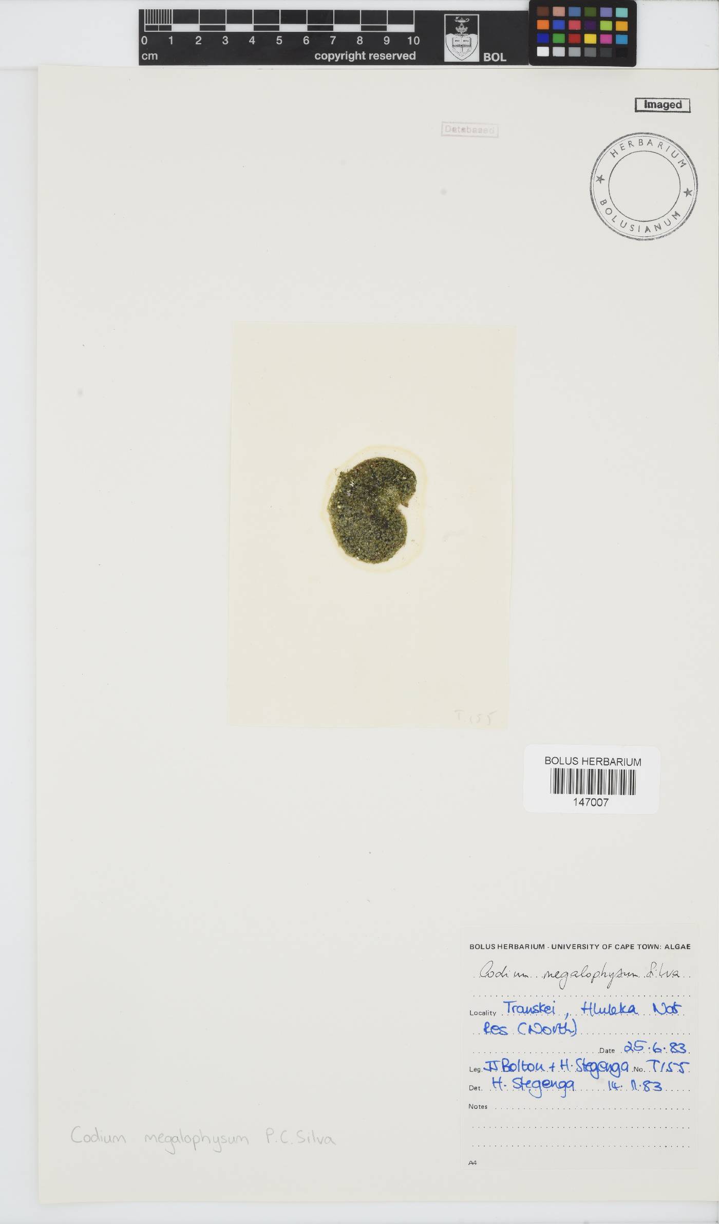 Codium megalophysum image