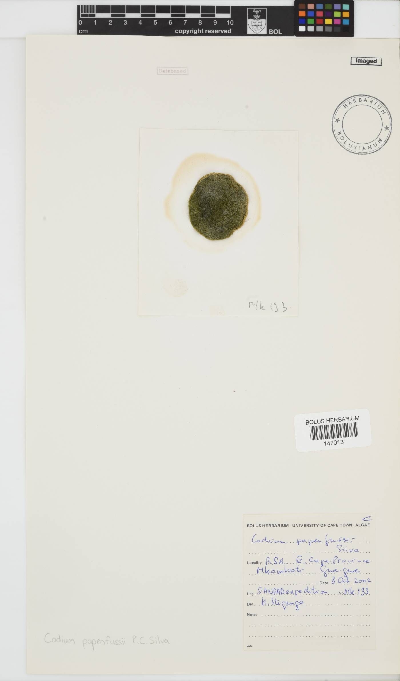 Codium papenfussii image