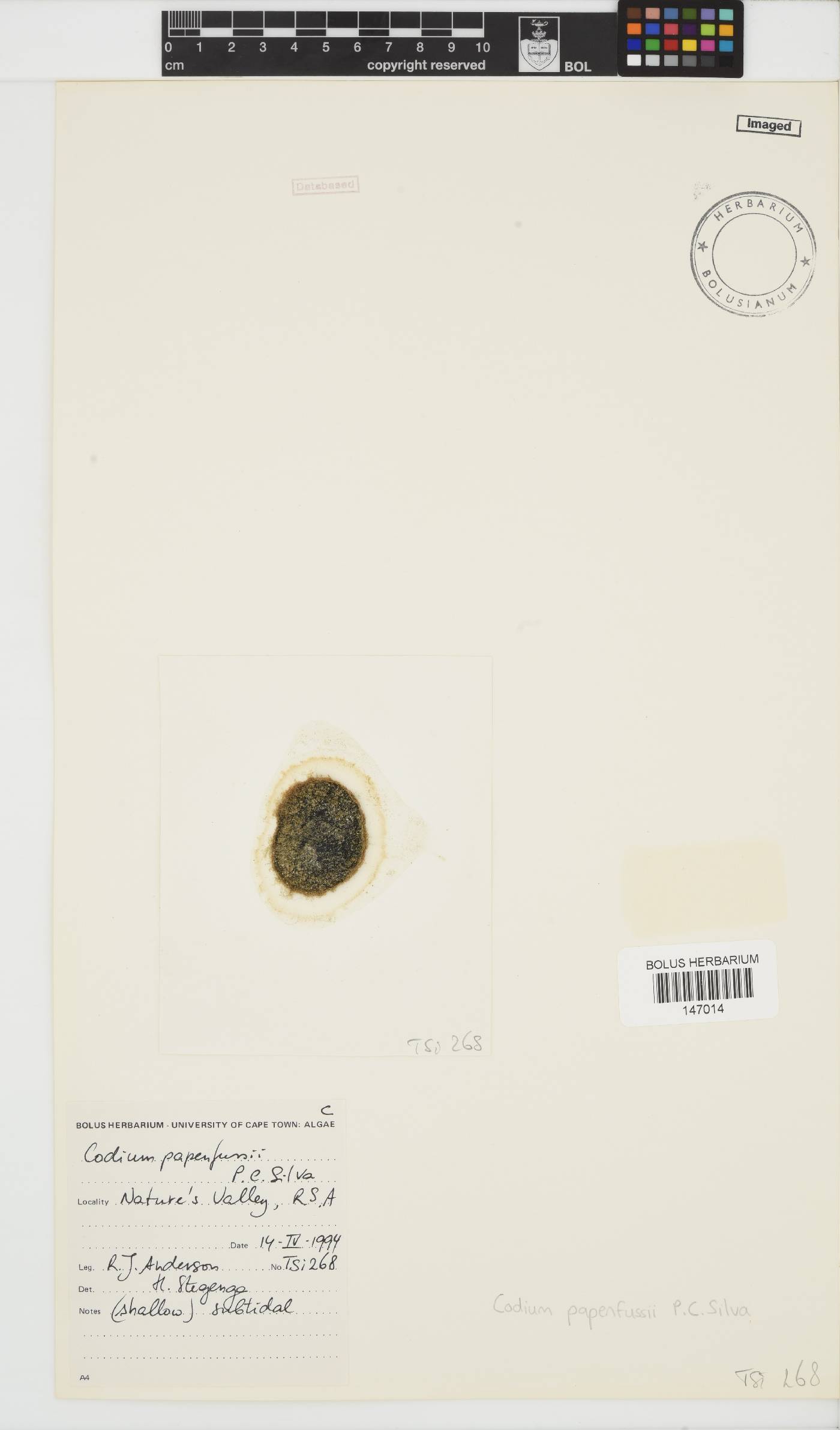 Codium papenfussii image