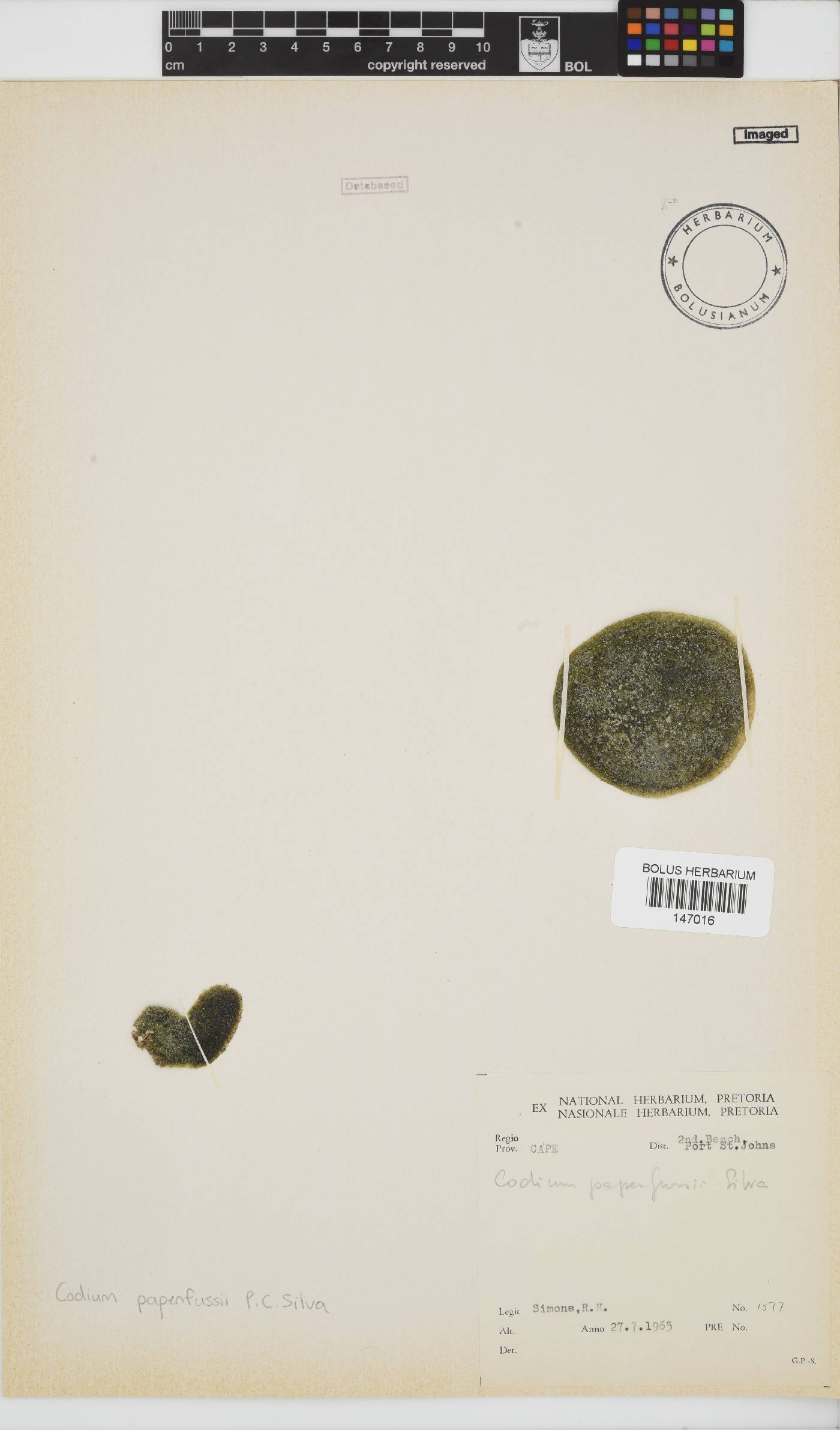 Codium papenfussii image