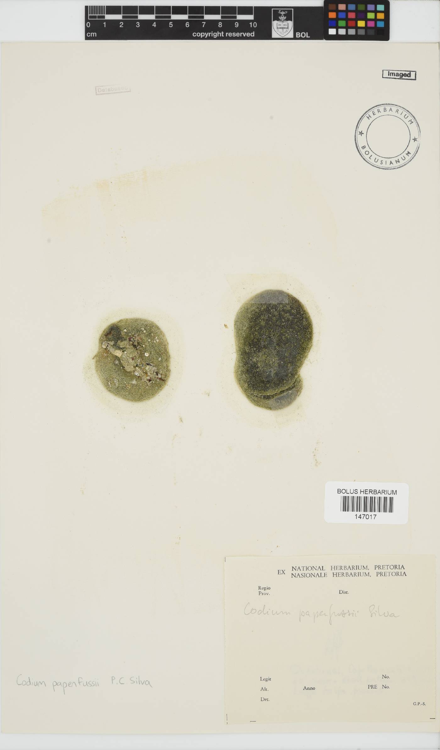 Codium papenfussii image