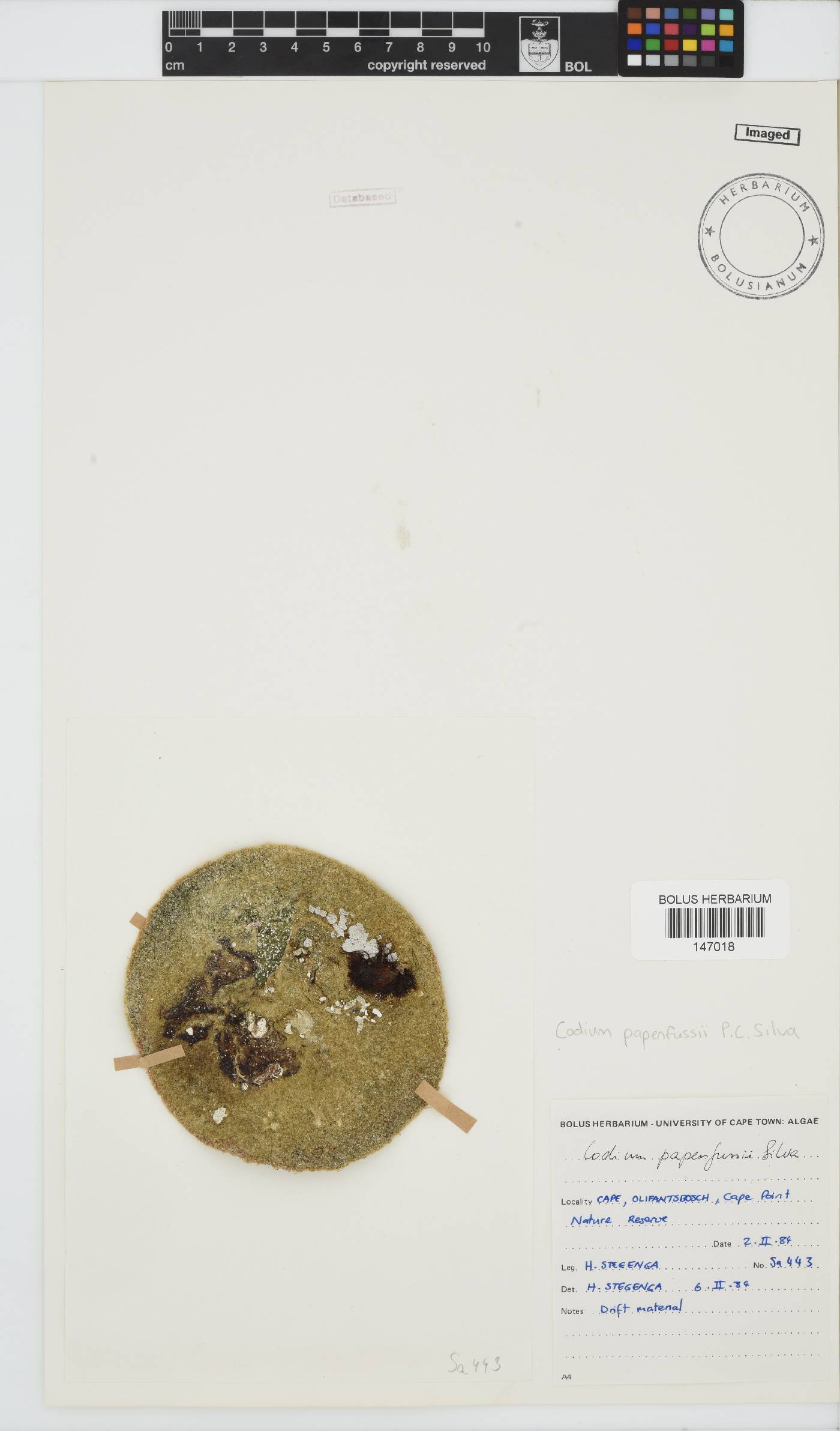 Codiaceae image