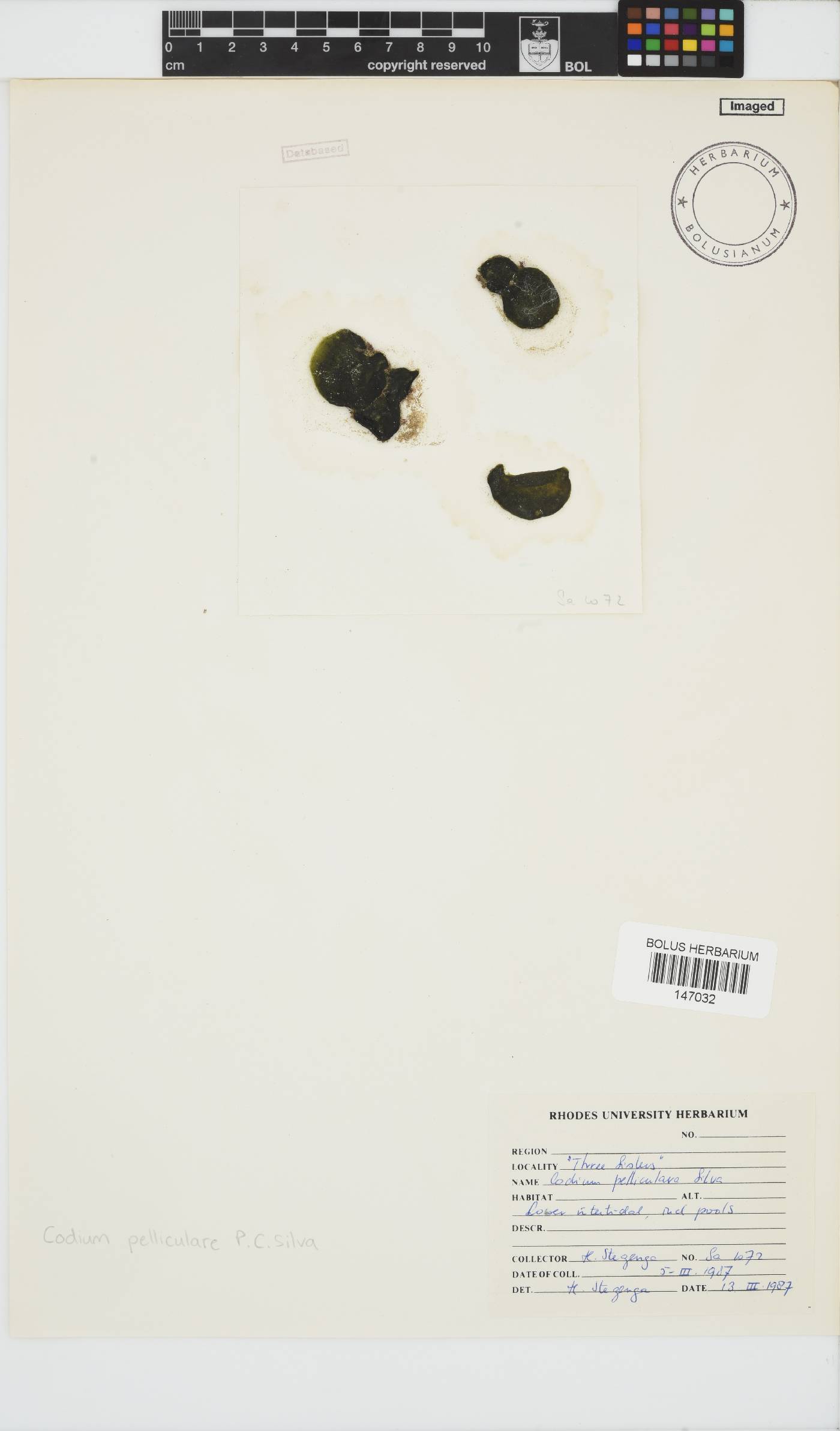 Codium pelliculare image