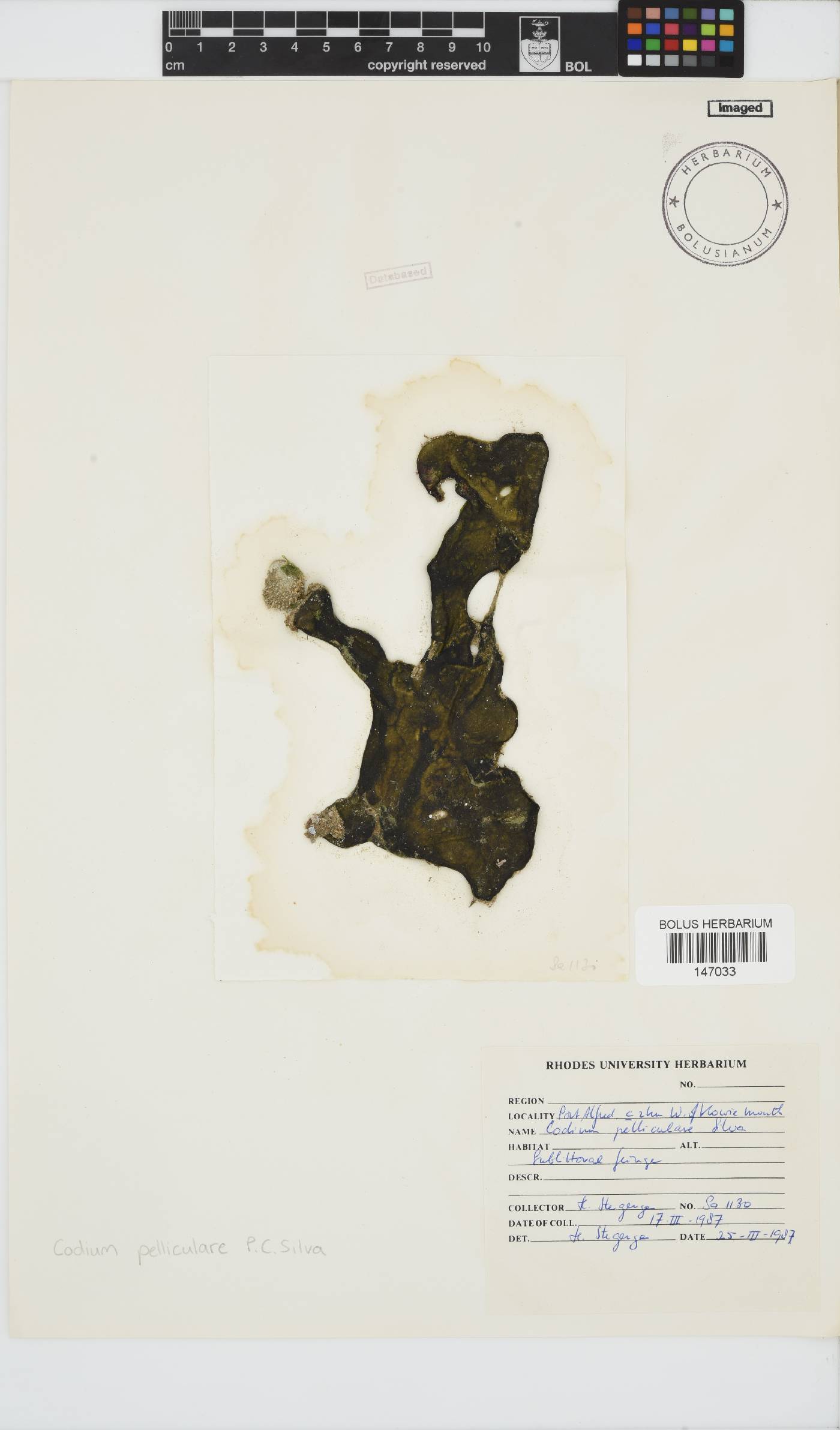 Codium pelliculare image