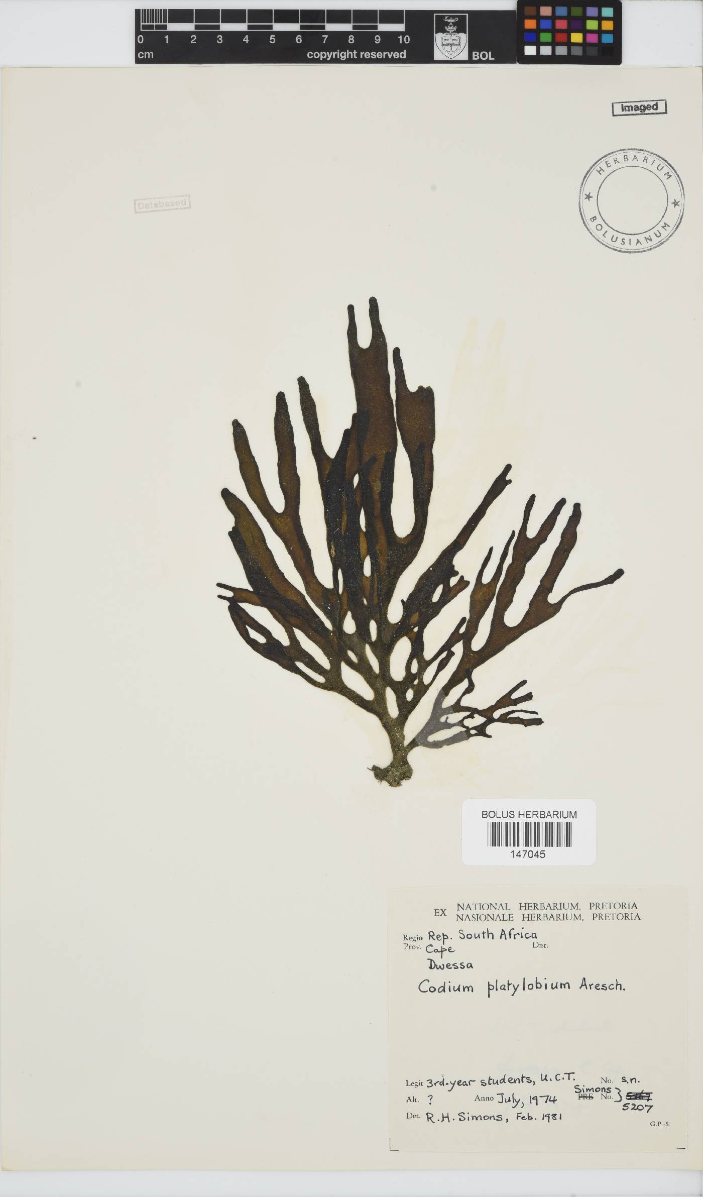 Codium platylobium image