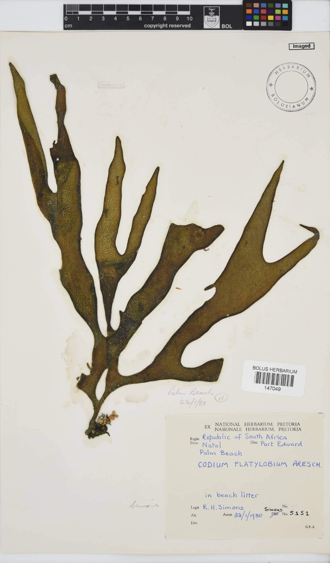 Codiaceae image