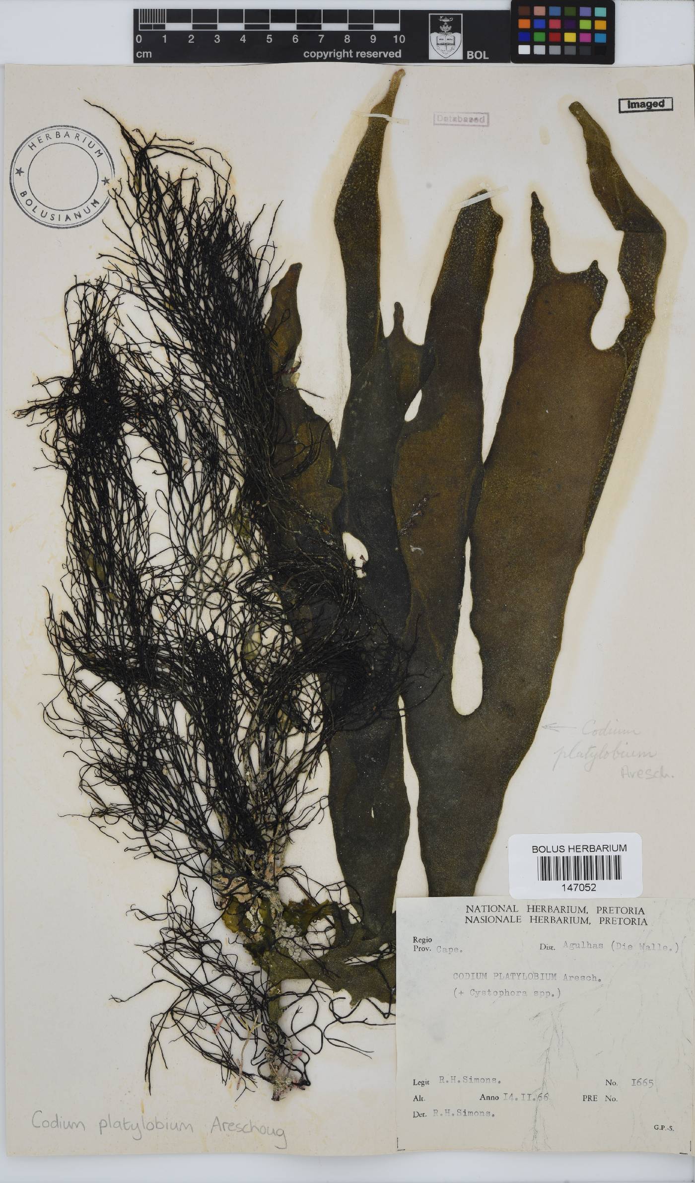 Codium platylobium image