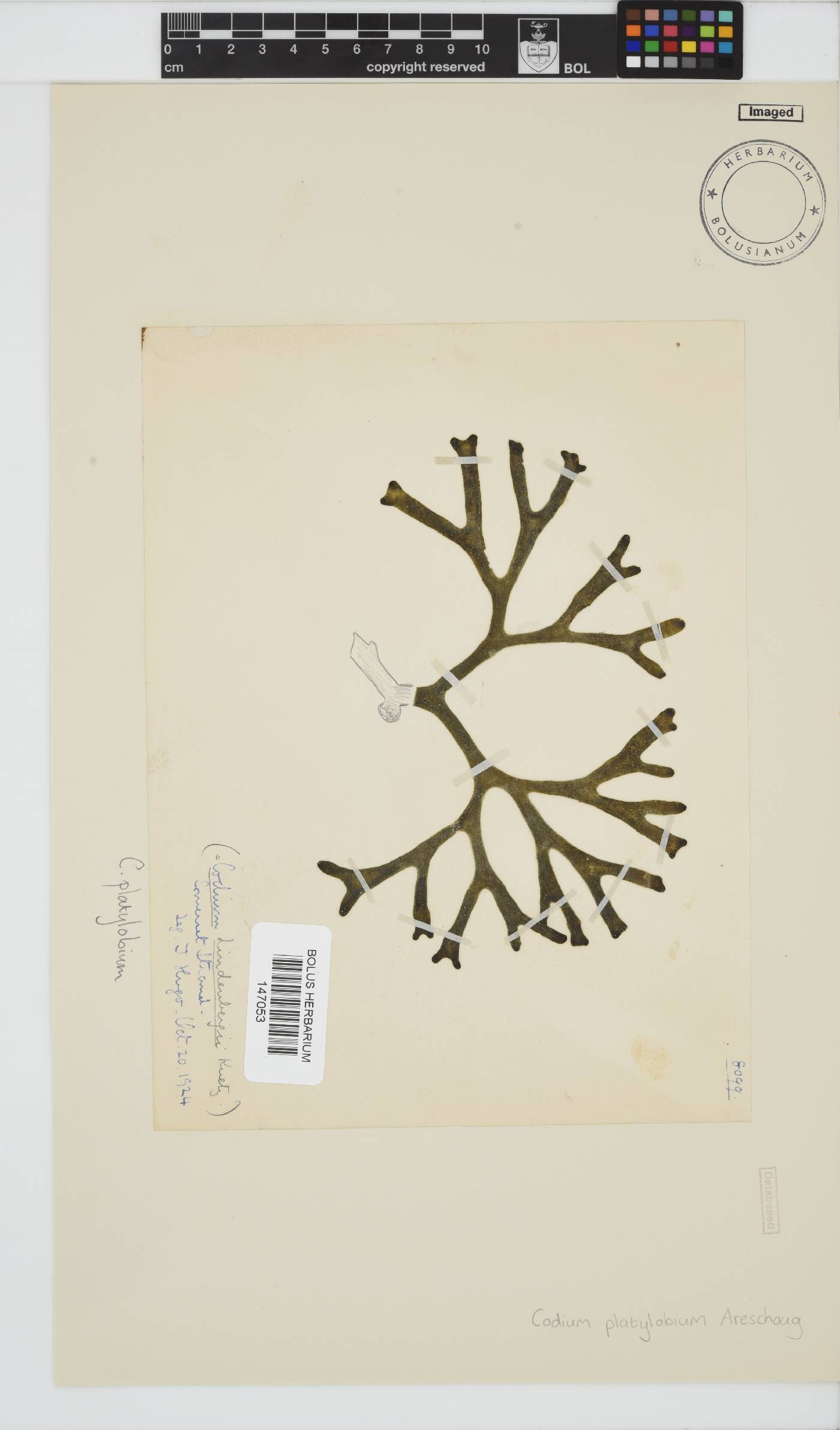 Codium platylobium image