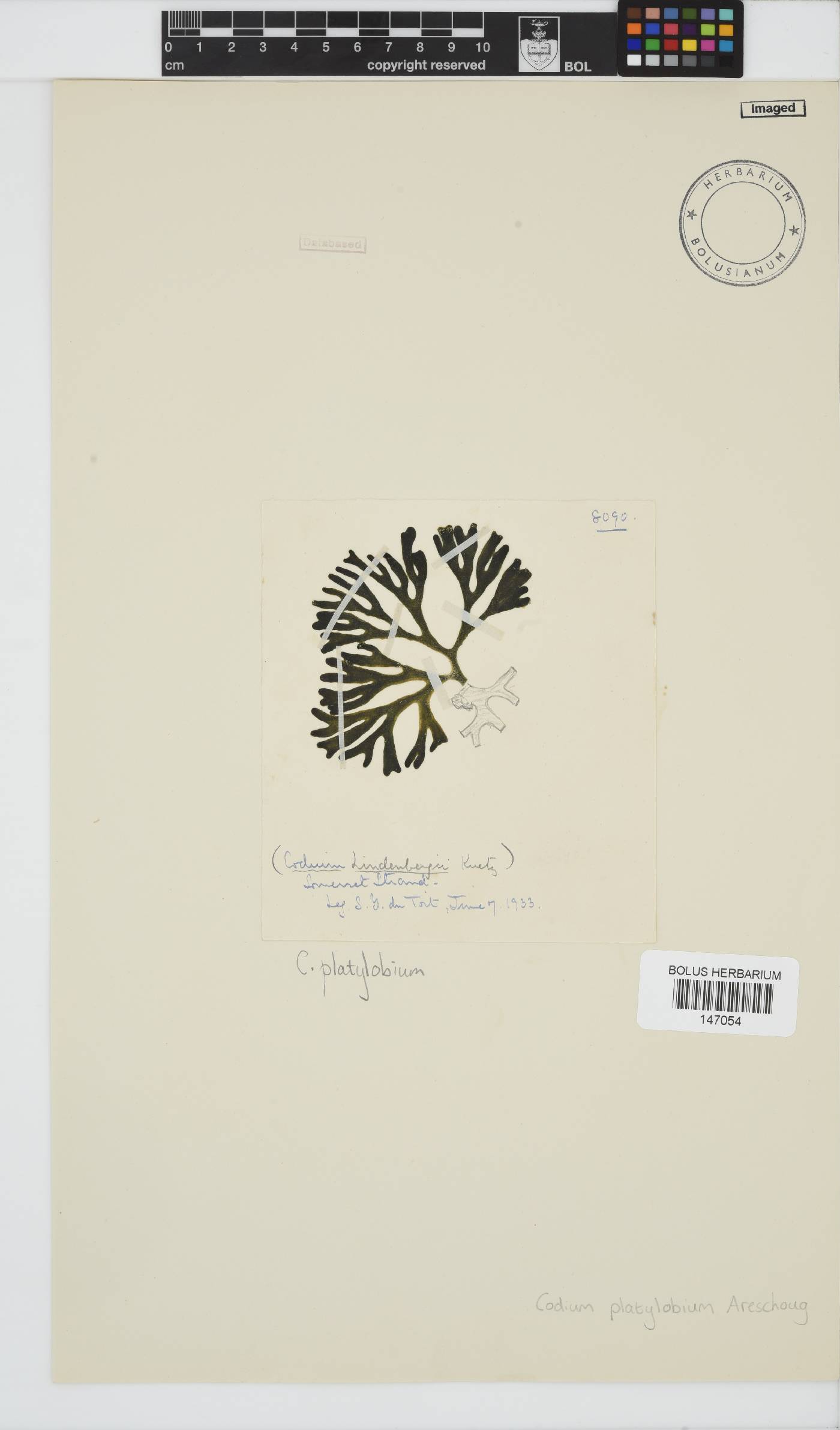 Codium platylobium image