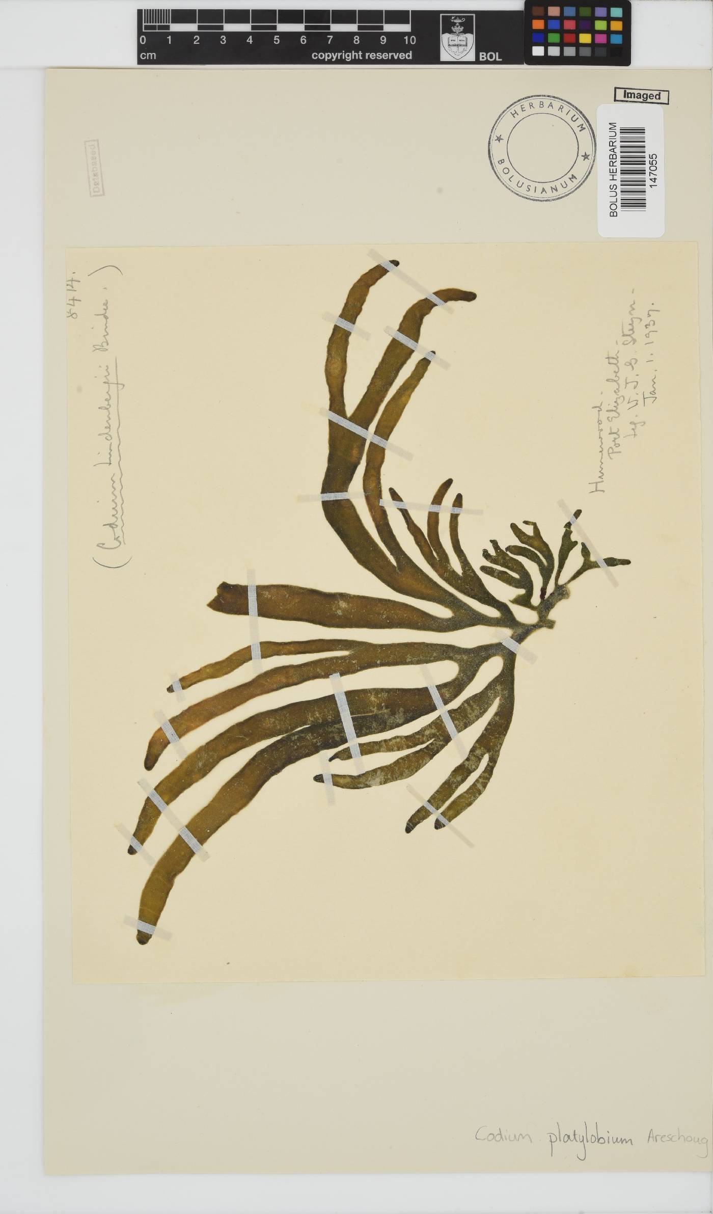 Codium platylobium image