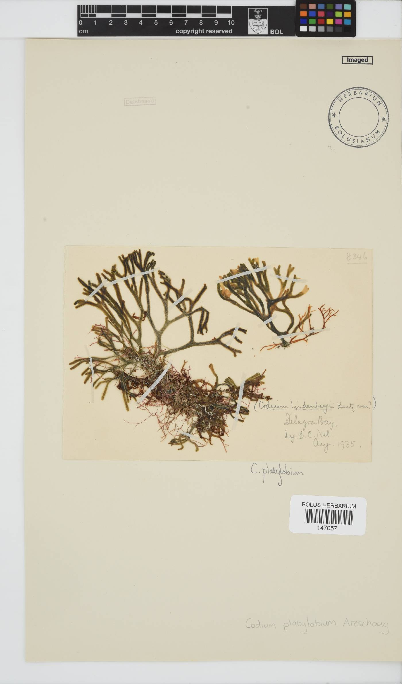 Codium platylobium image