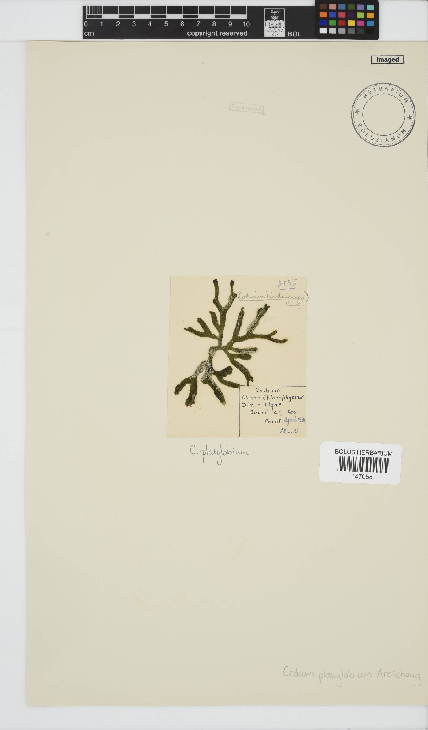 Codium platylobium image