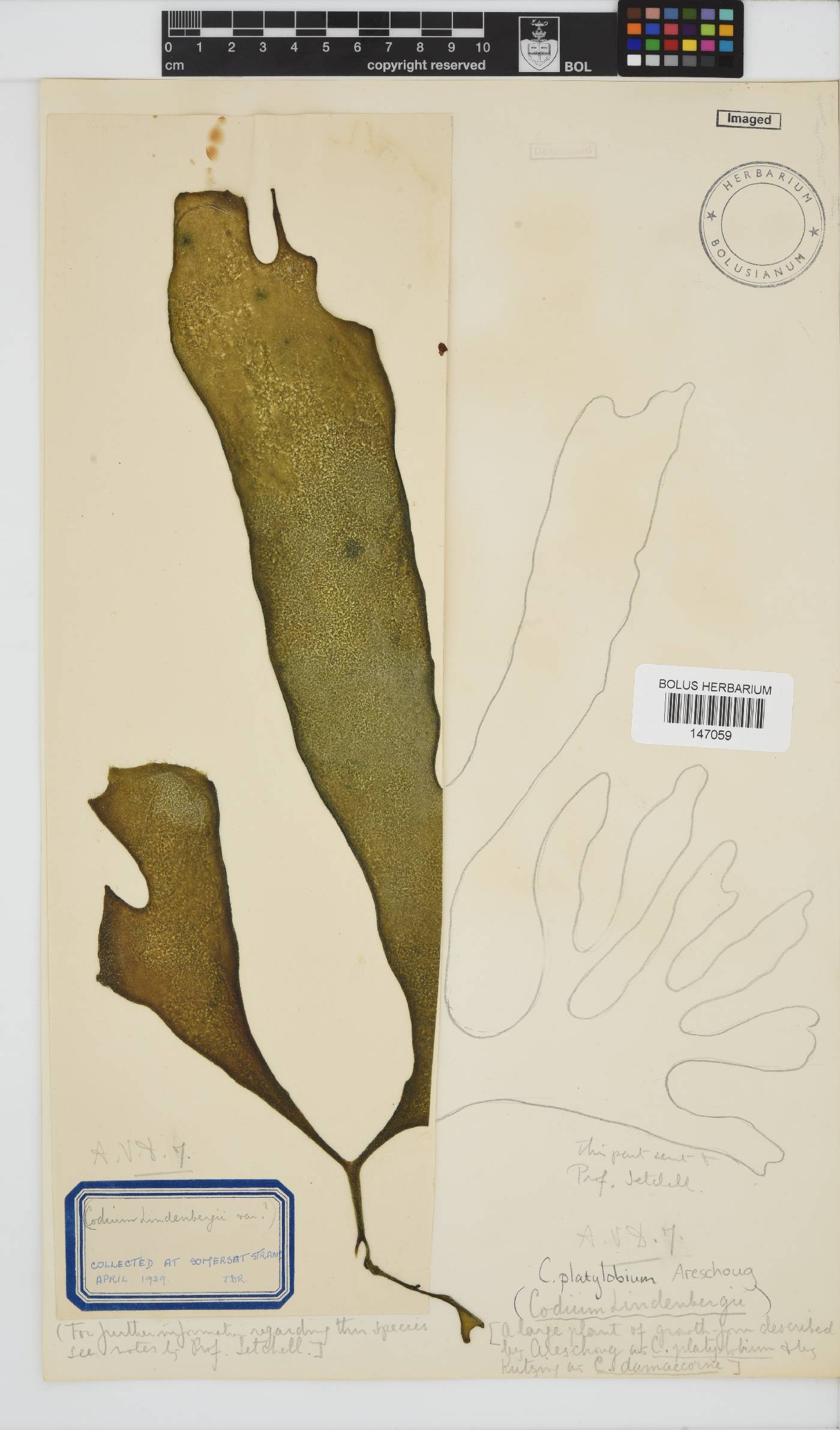 Codium platylobium image