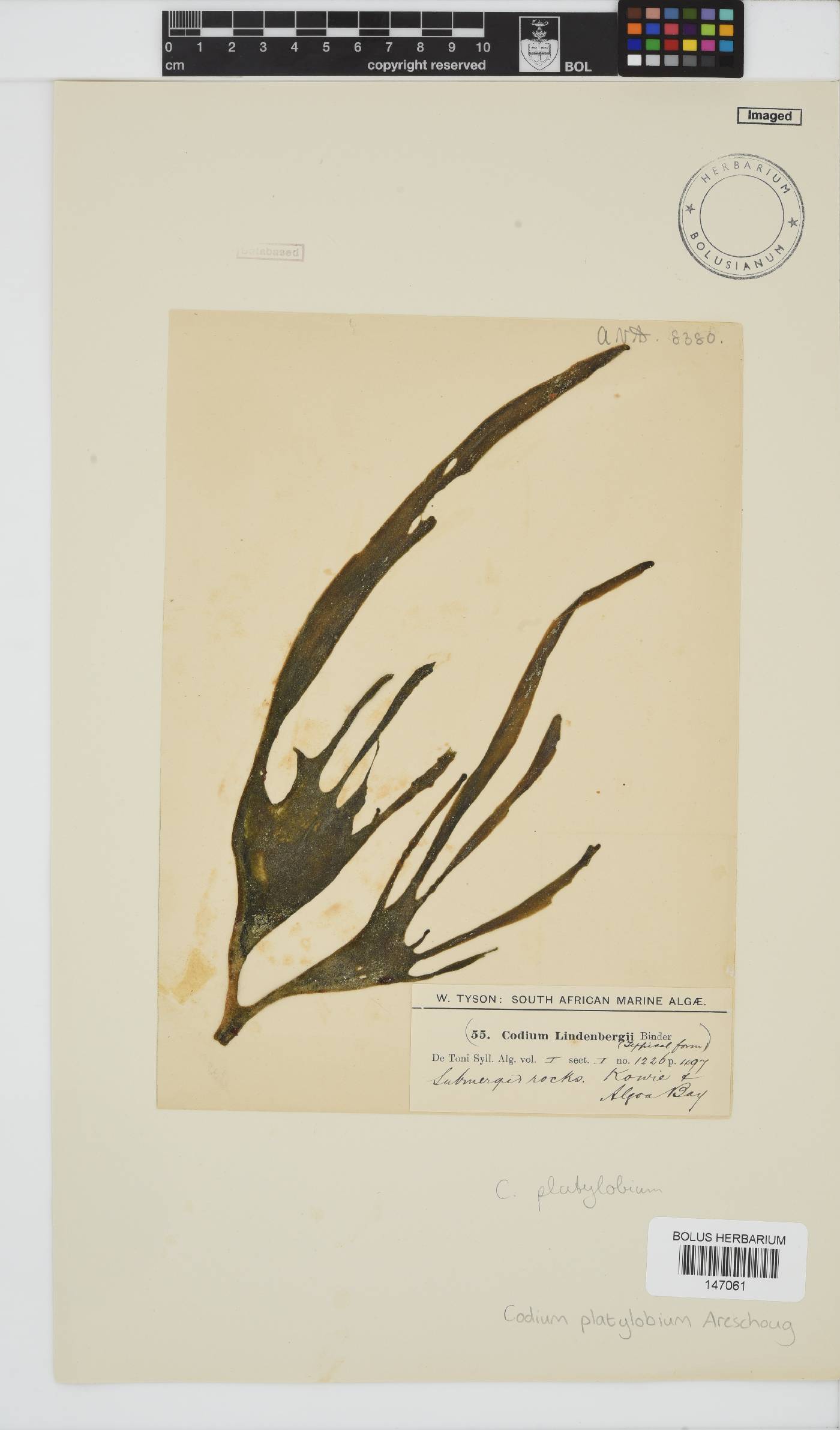 Codium platylobium image