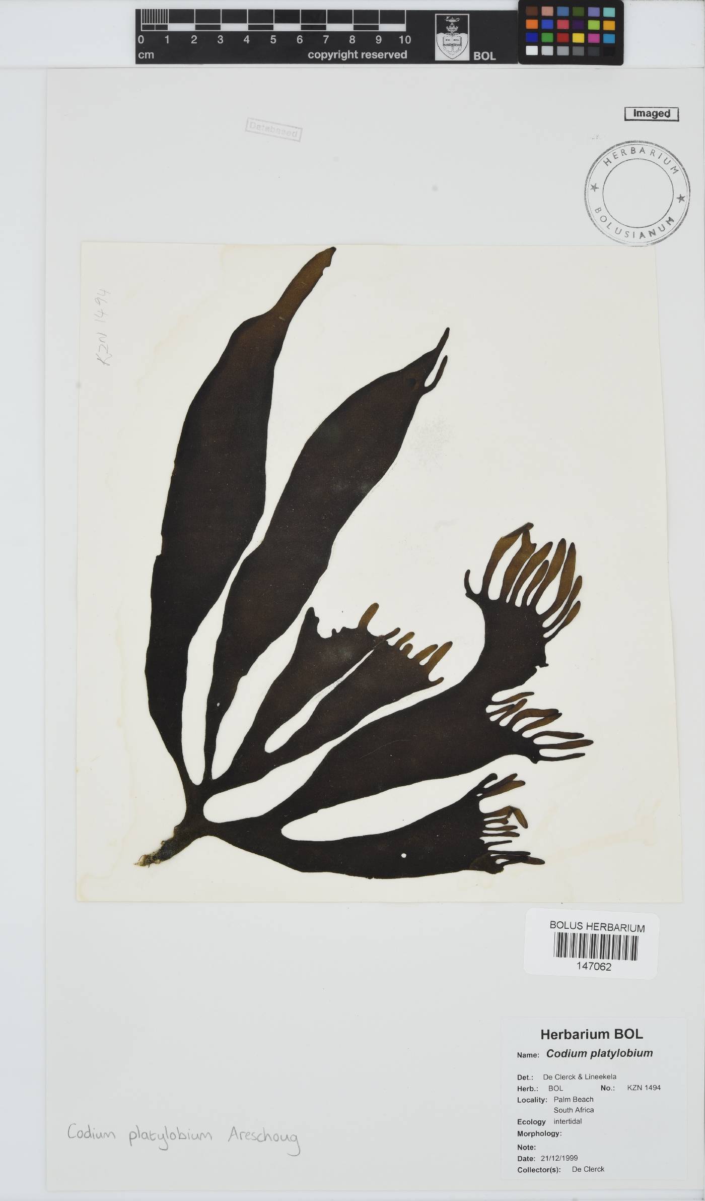Codium platylobium image
