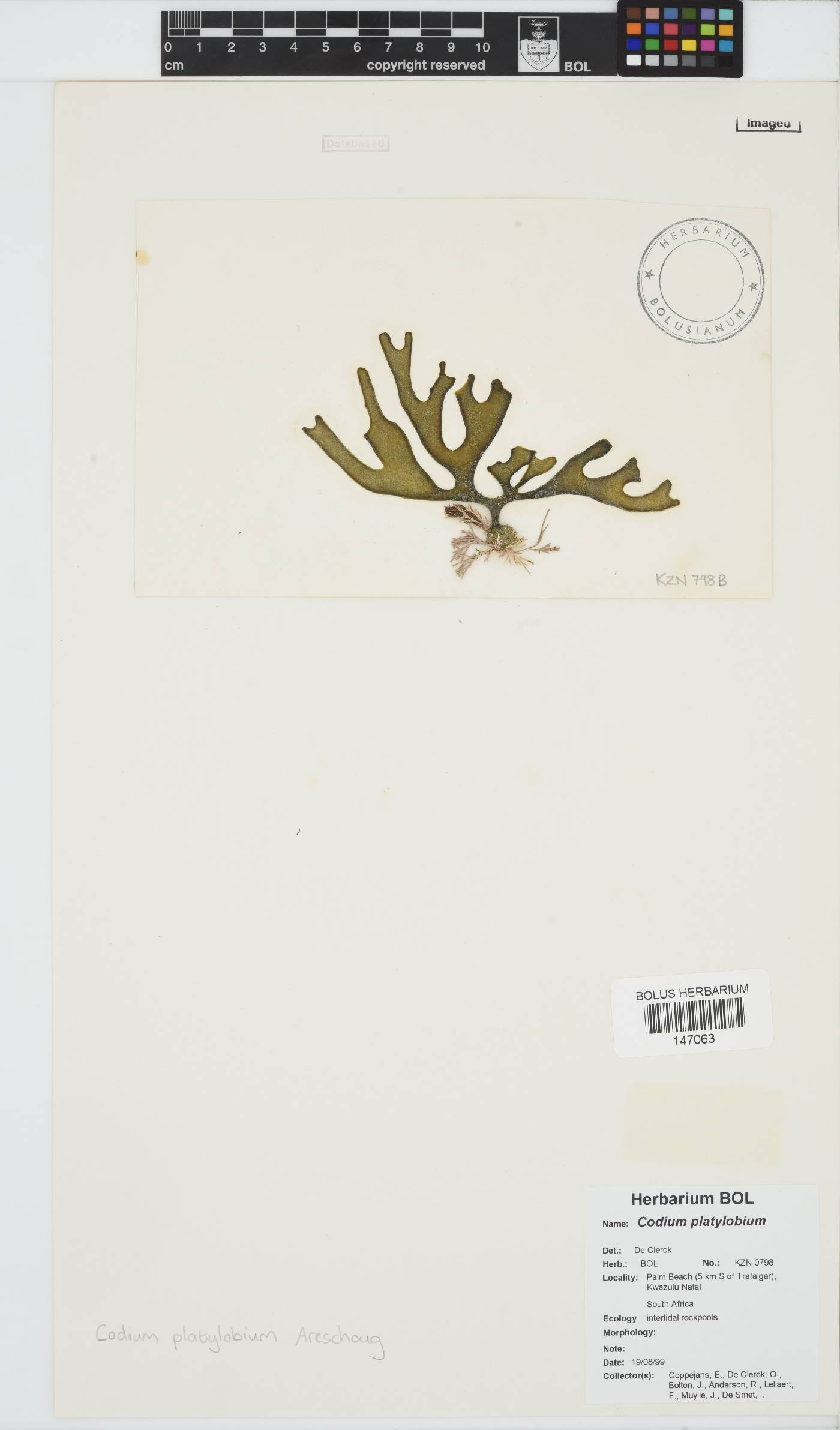 Codium platylobium image