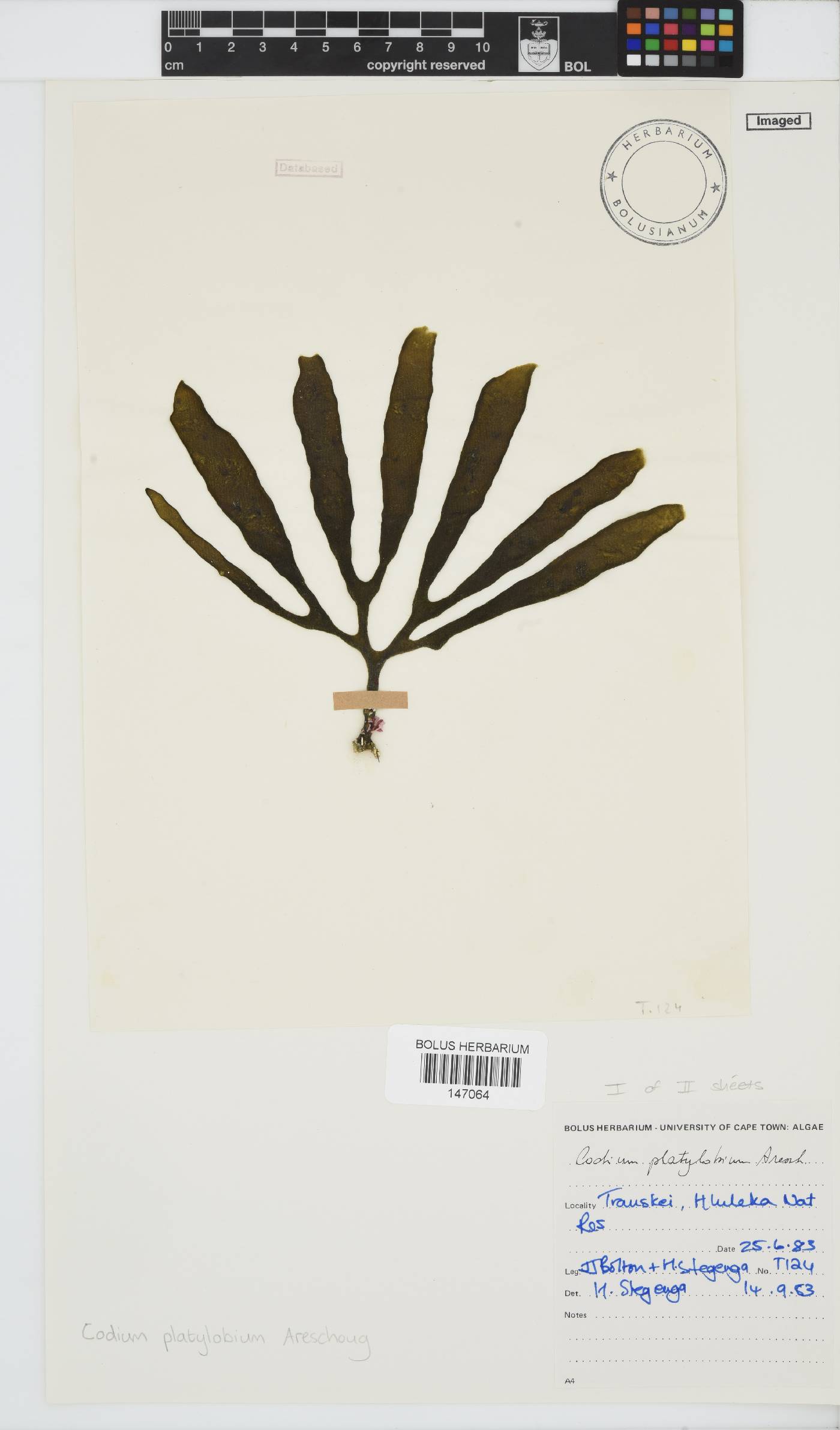 Codium platylobium image