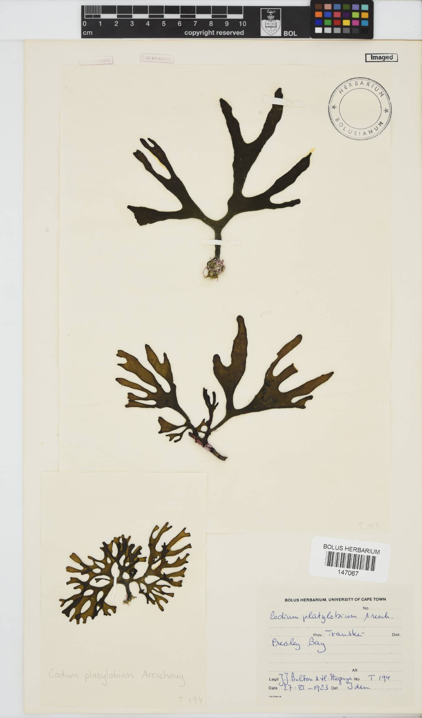 Codium platylobium image