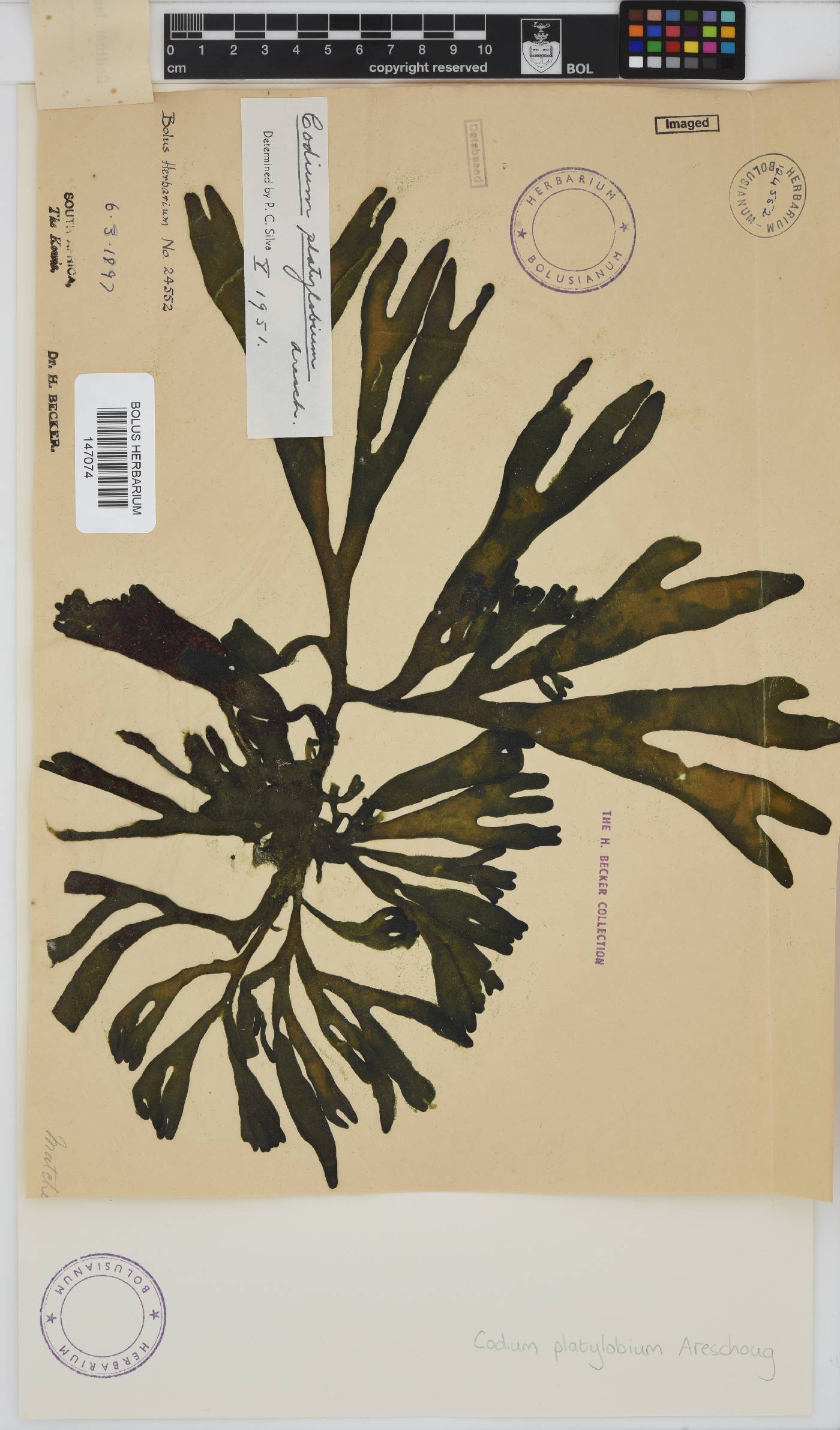 Codium platylobium image