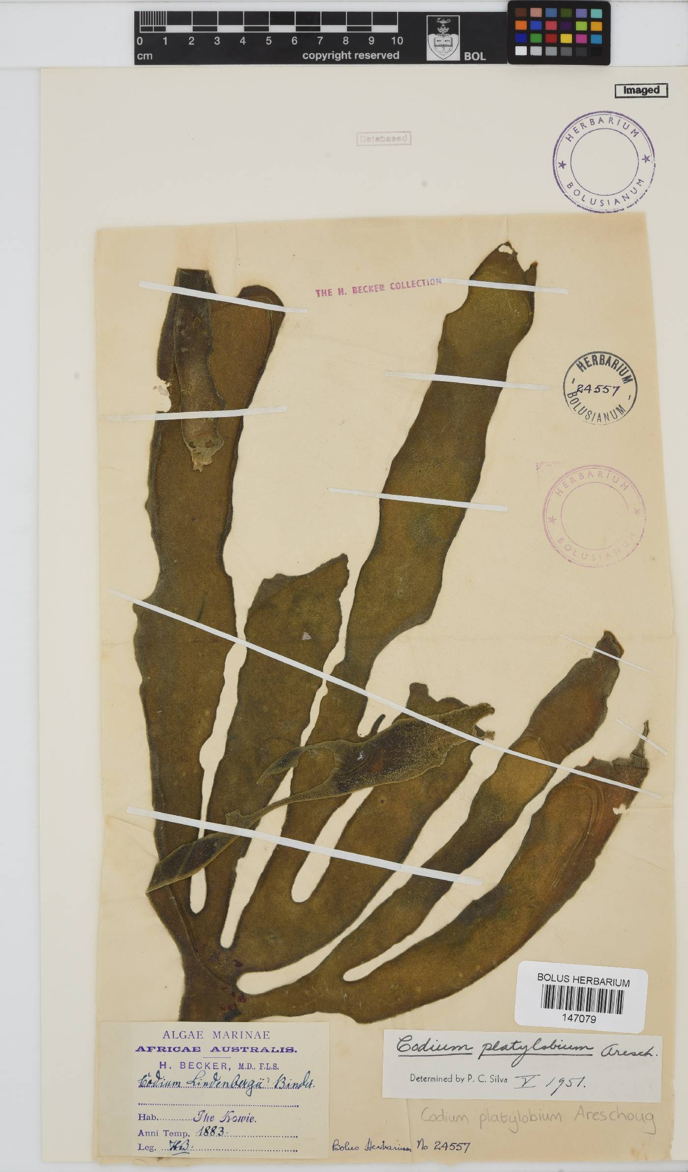 Codium platylobium image