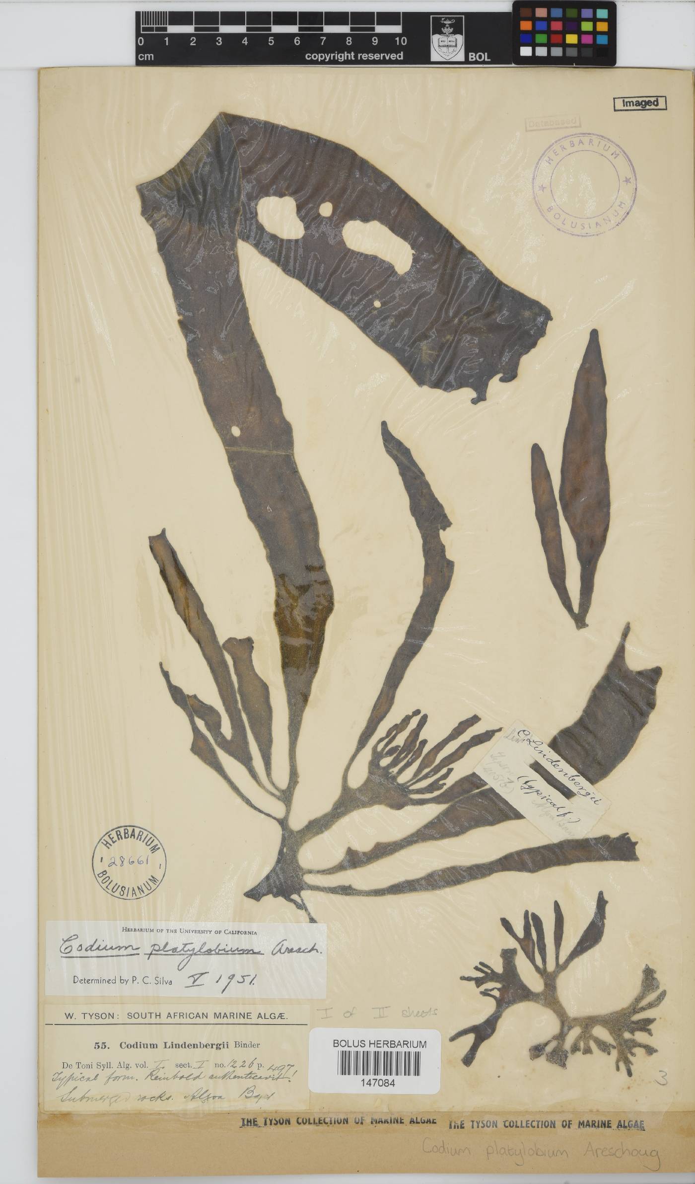 Codium platylobium image