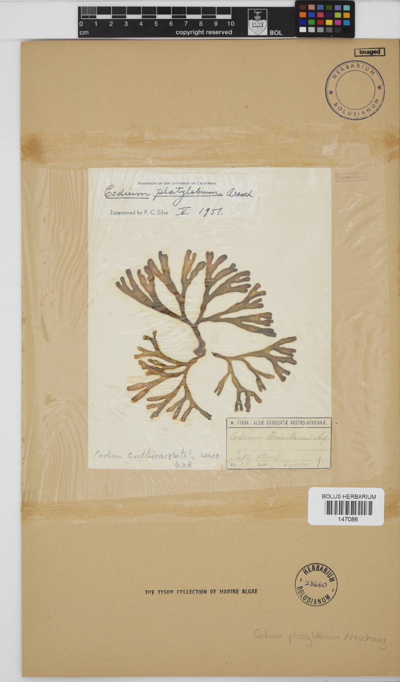 Codium platylobium image