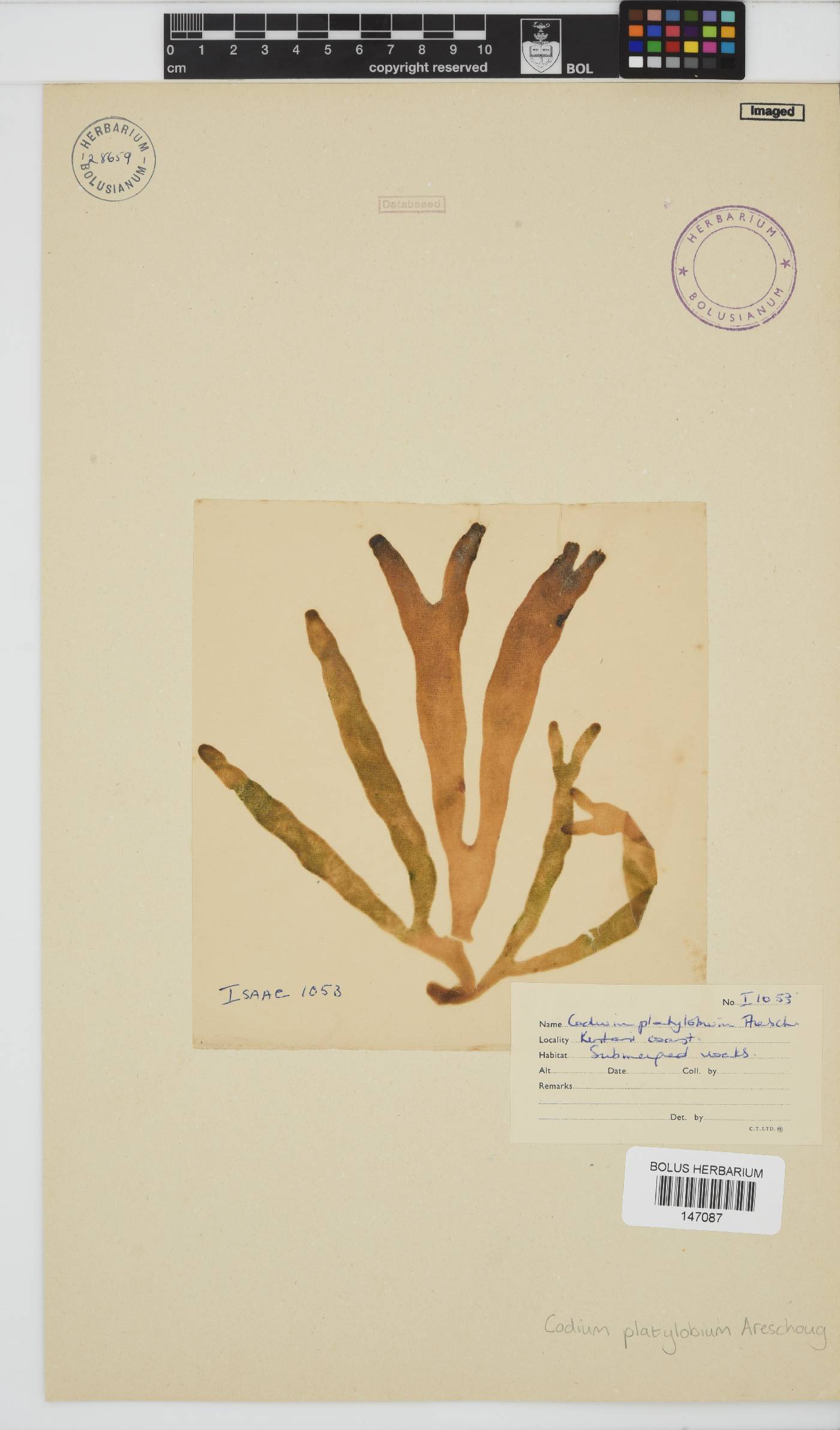 Codium platylobium image