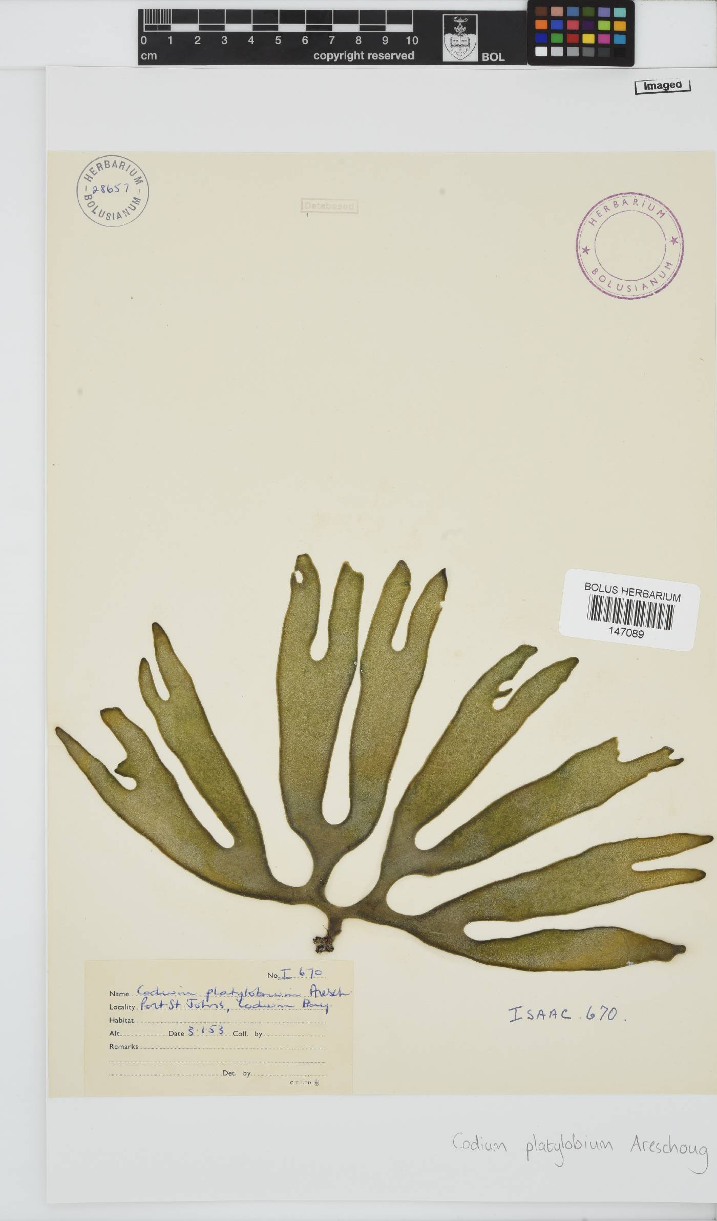 Codium platylobium image
