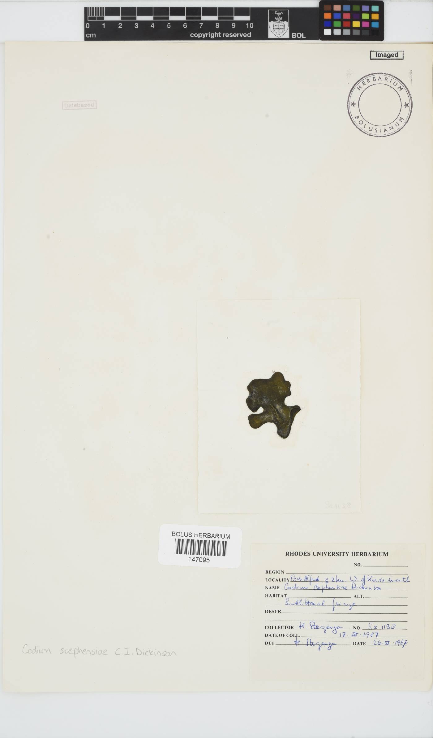 Codium stephensiae image