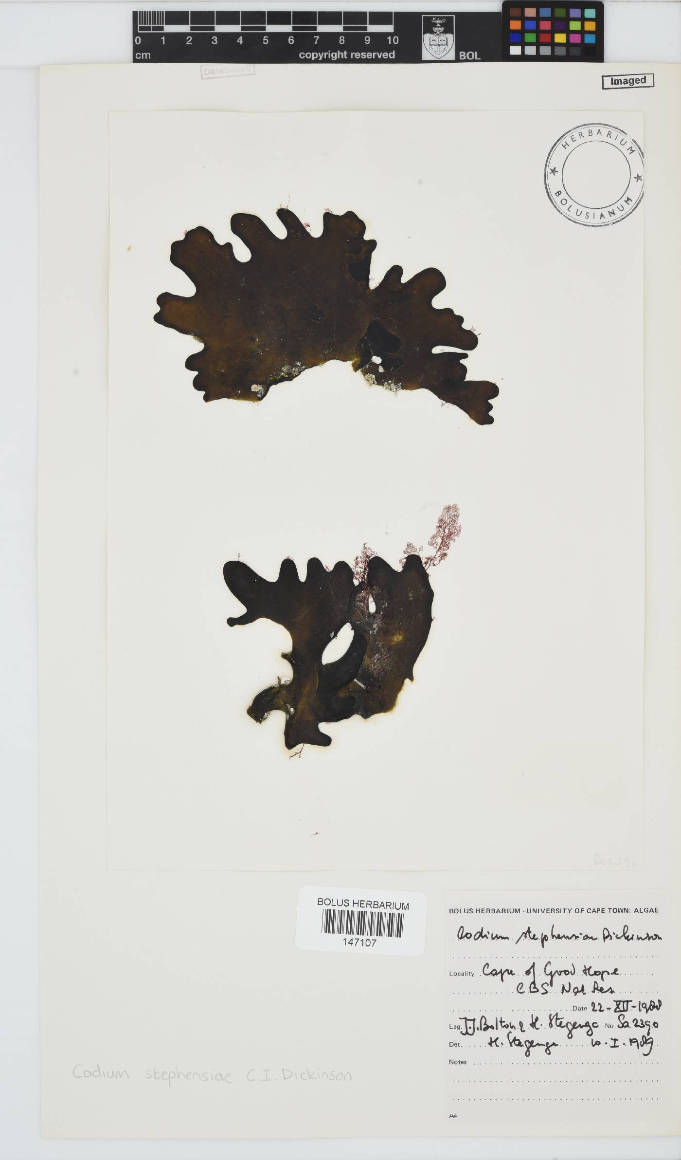 Codium stephensiae image