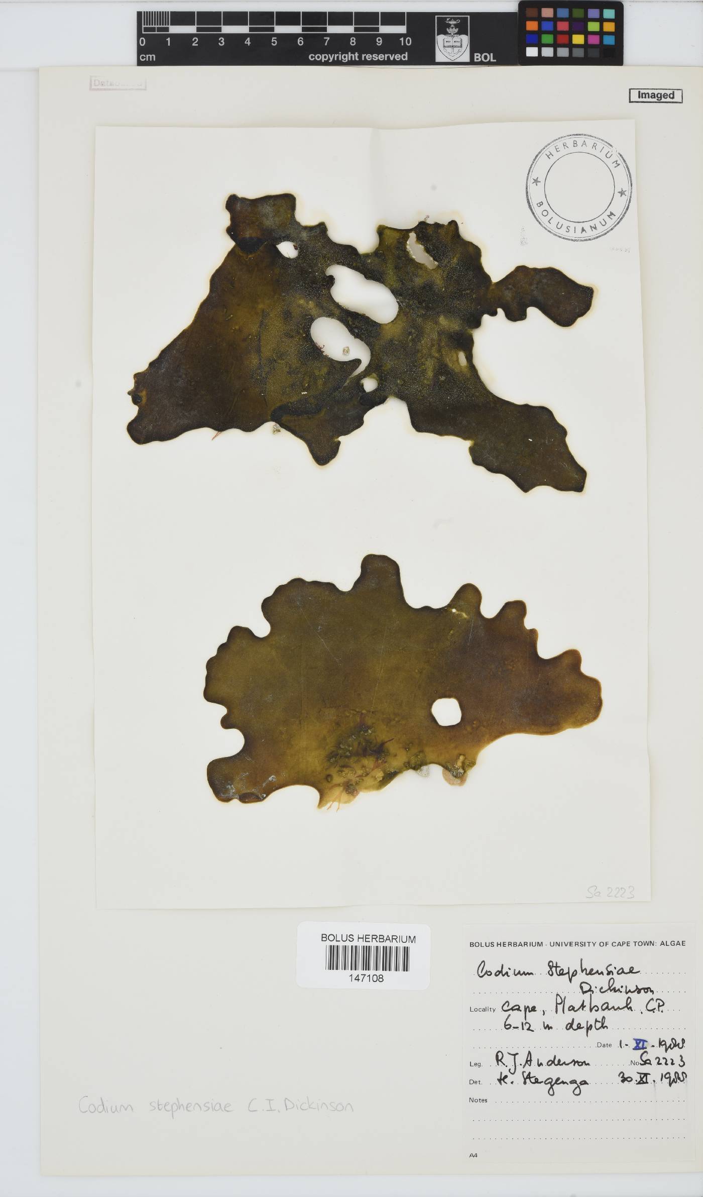 Codium stephensiae image