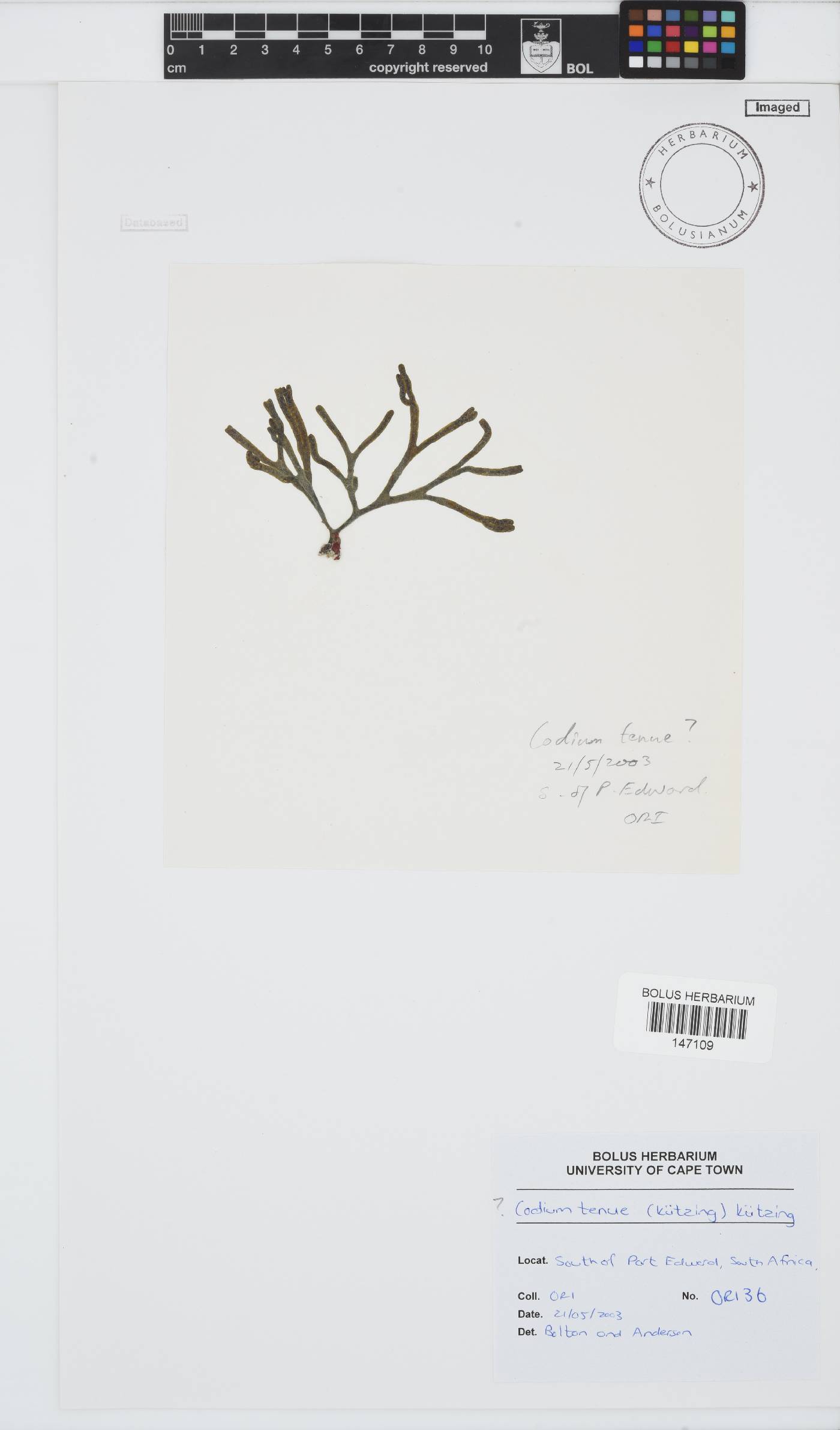 Codiaceae image