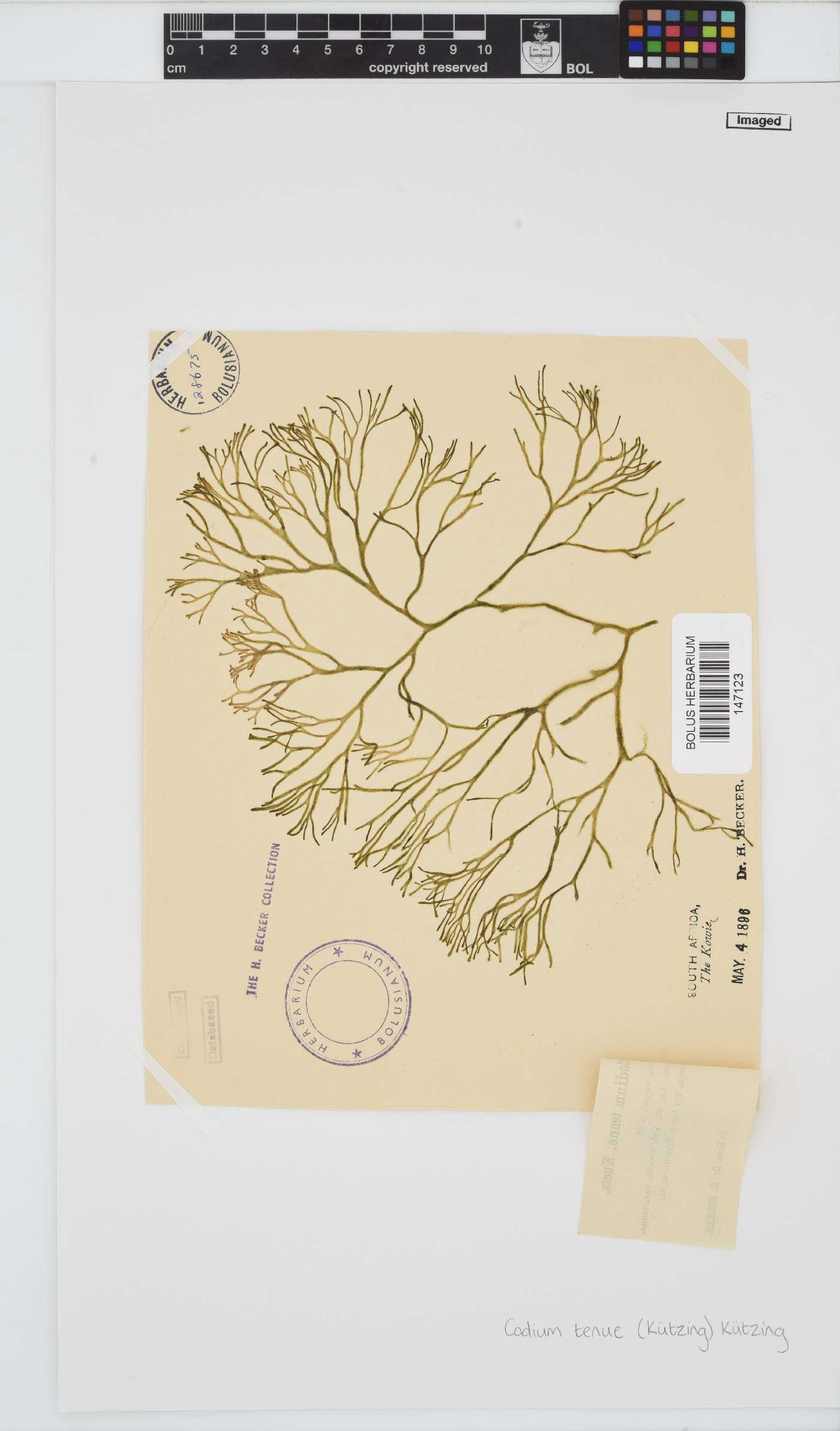 Codiaceae image