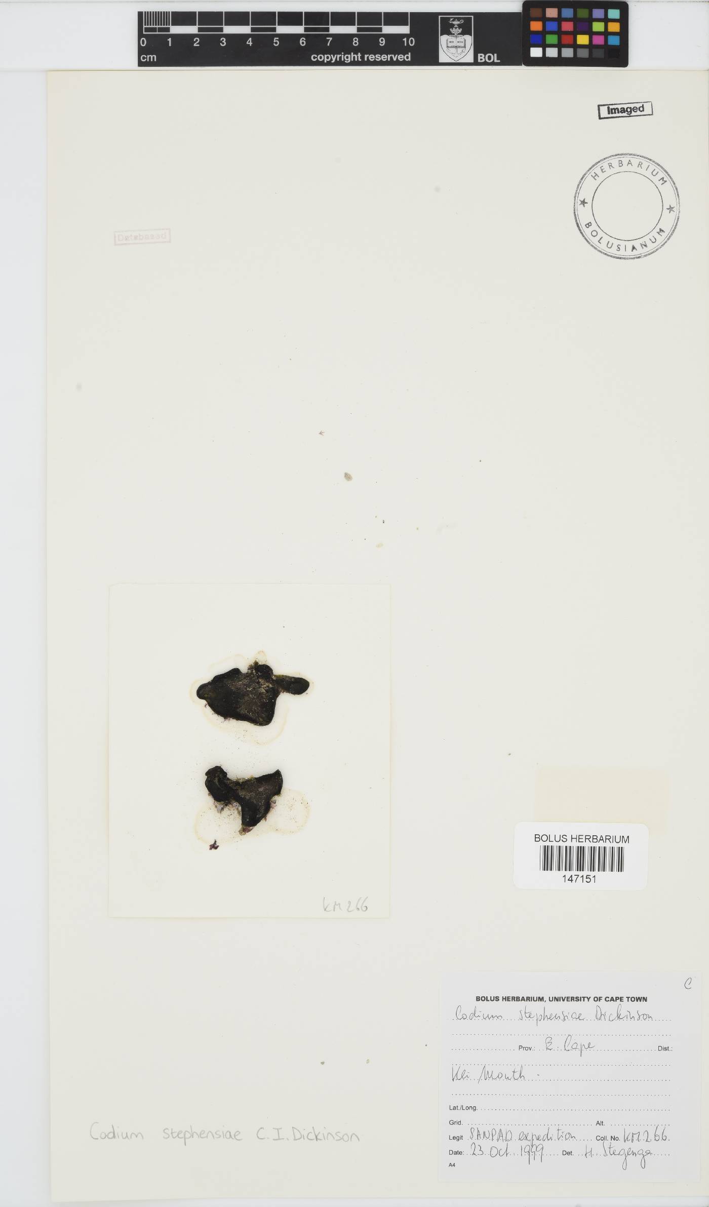 Codium stephensiae image