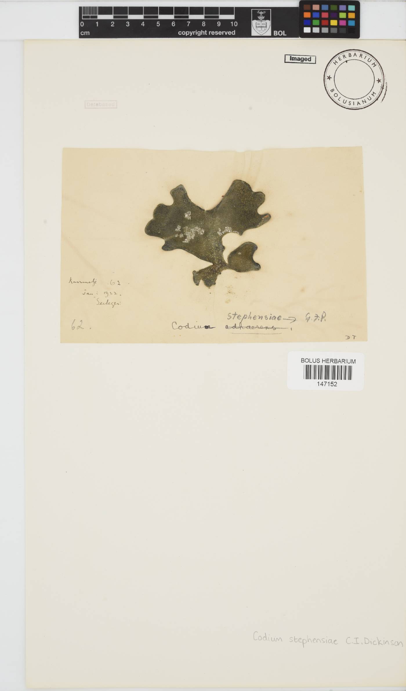 Codium stephensiae image