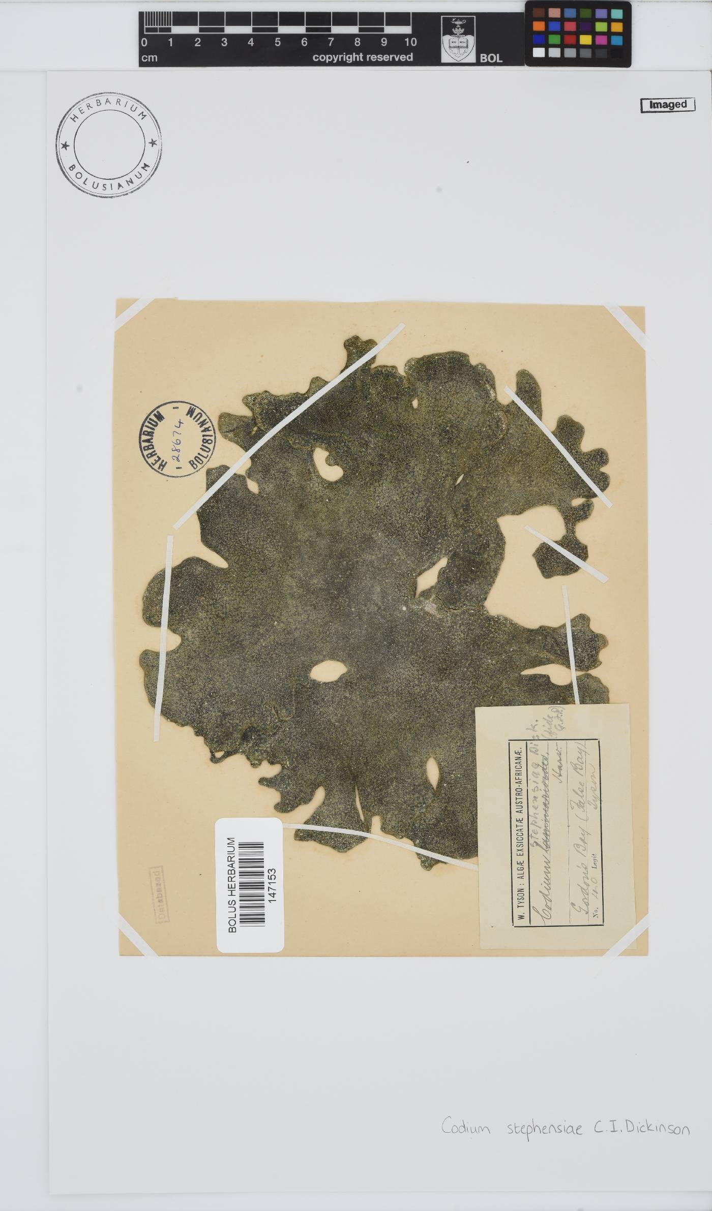 Codium stephensiae image