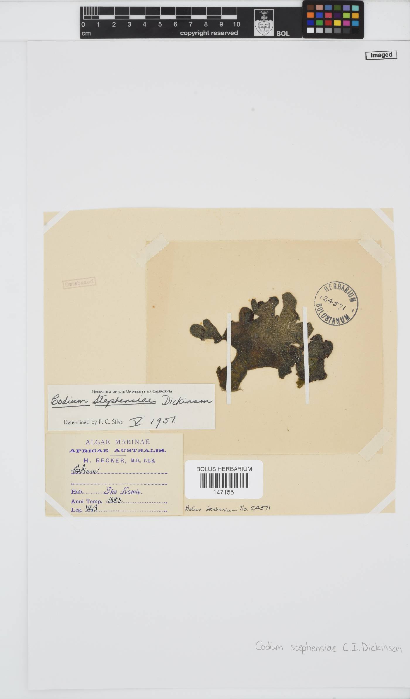 Codium stephensiae image