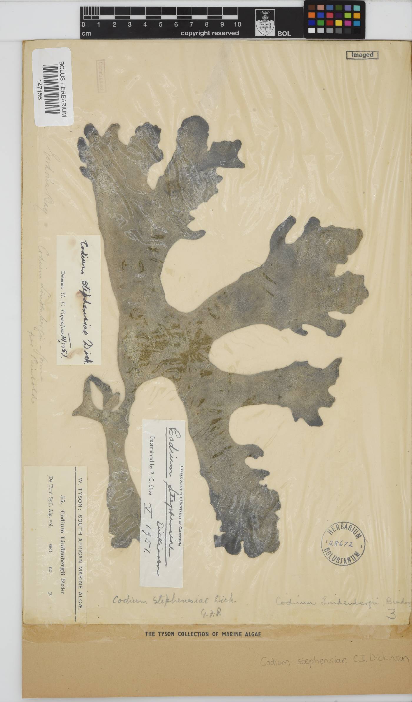 Codium stephensiae image
