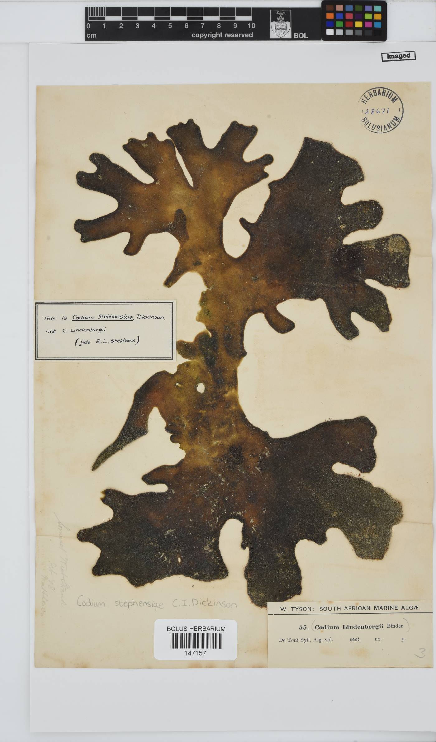 Codium stephensiae image
