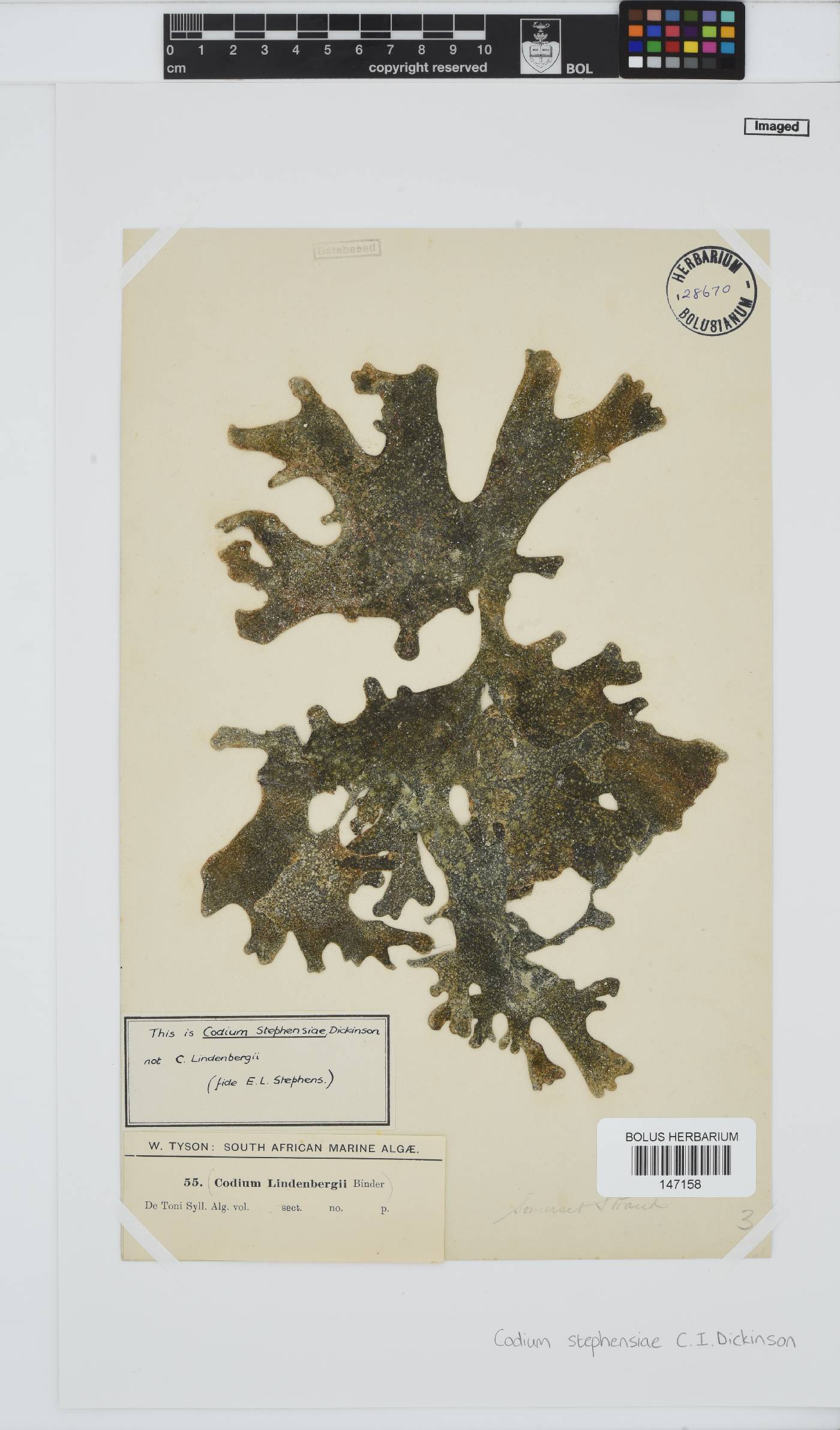 Codium stephensiae image