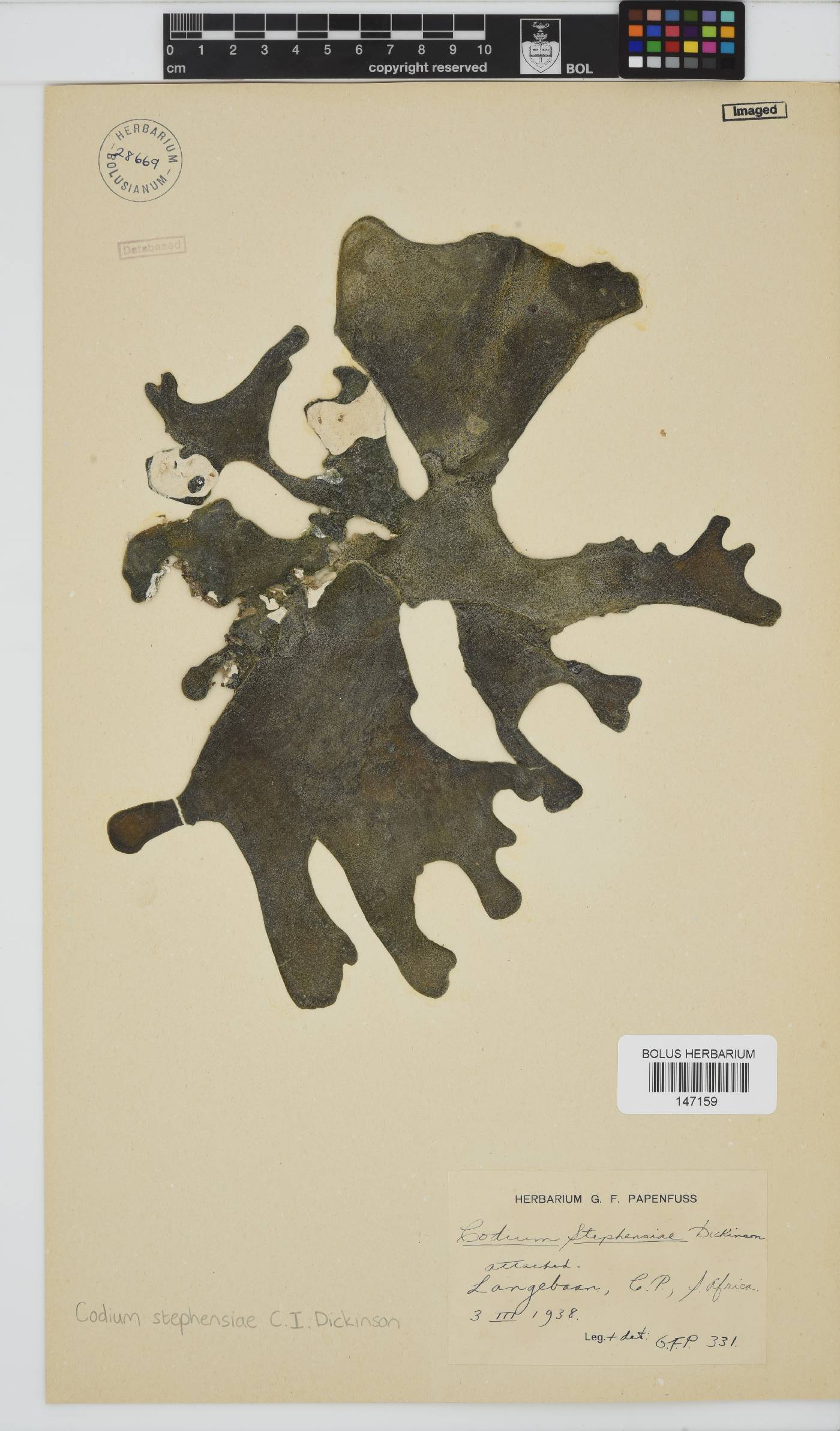 Codium stephensiae image