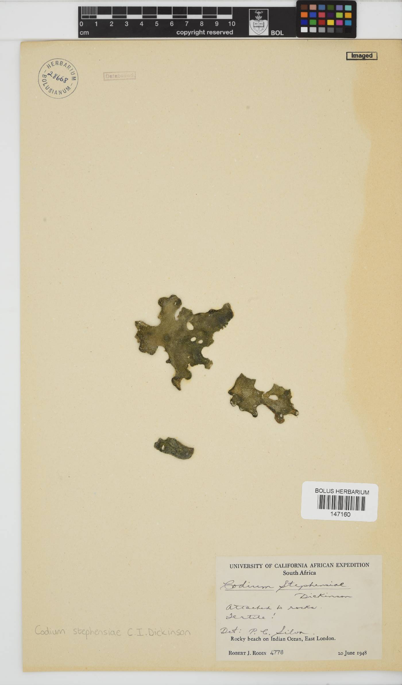 Codium stephensiae image