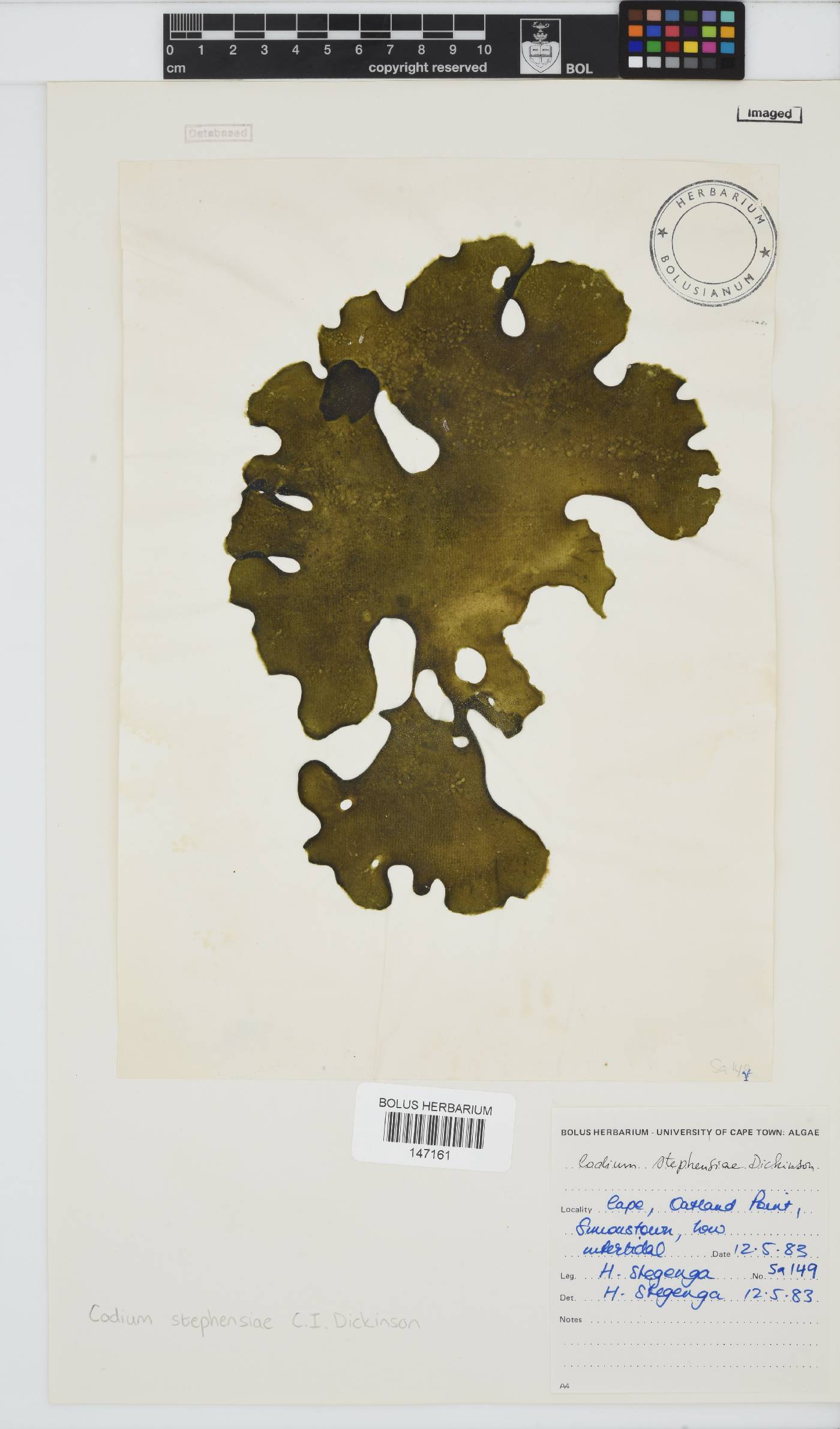 Codiaceae image