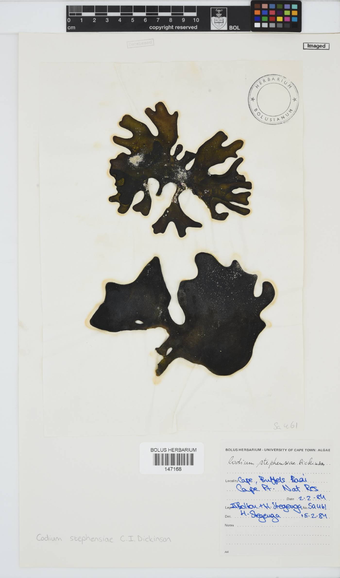 Codium stephensiae image