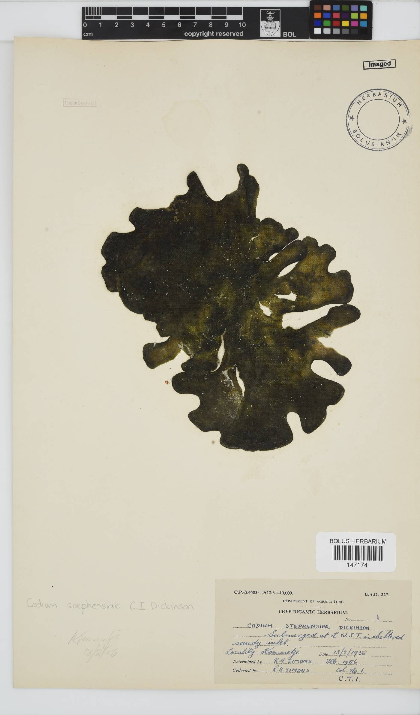 Codium stephensiae image