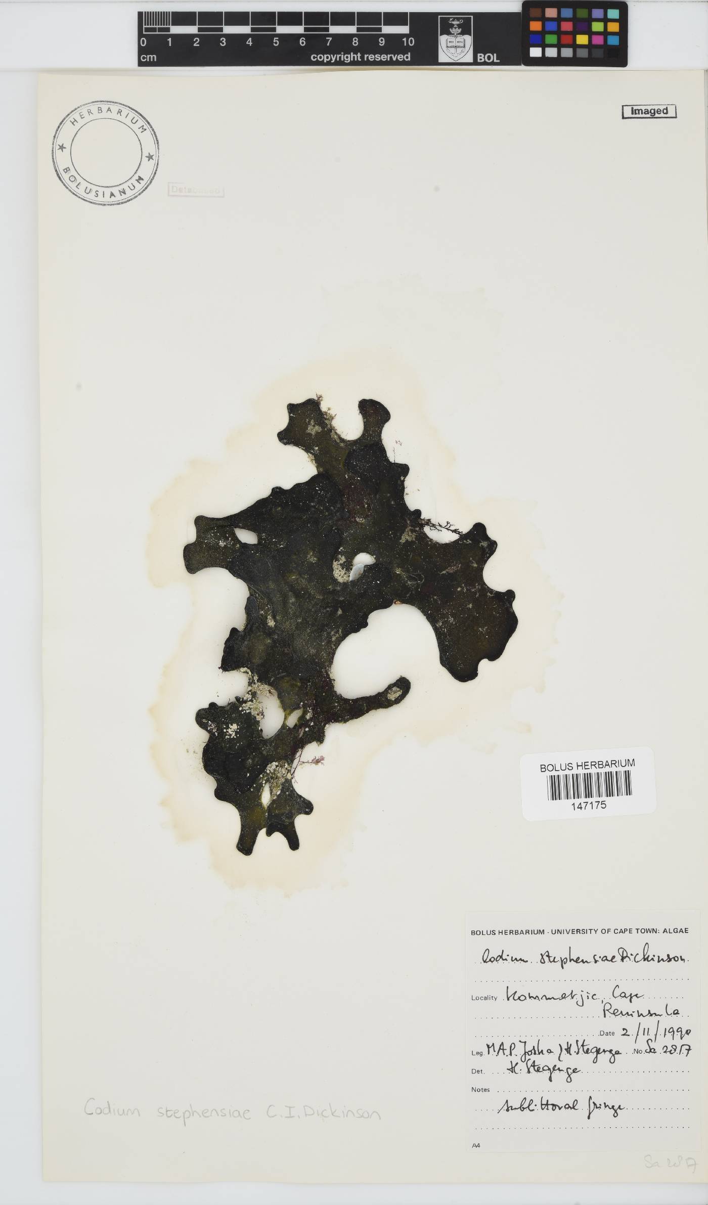 Codium stephensiae image