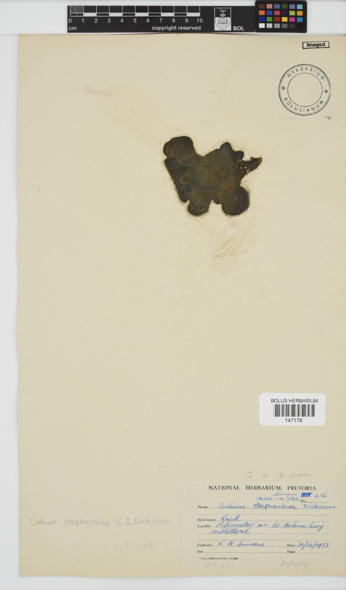 Codium stephensiae image