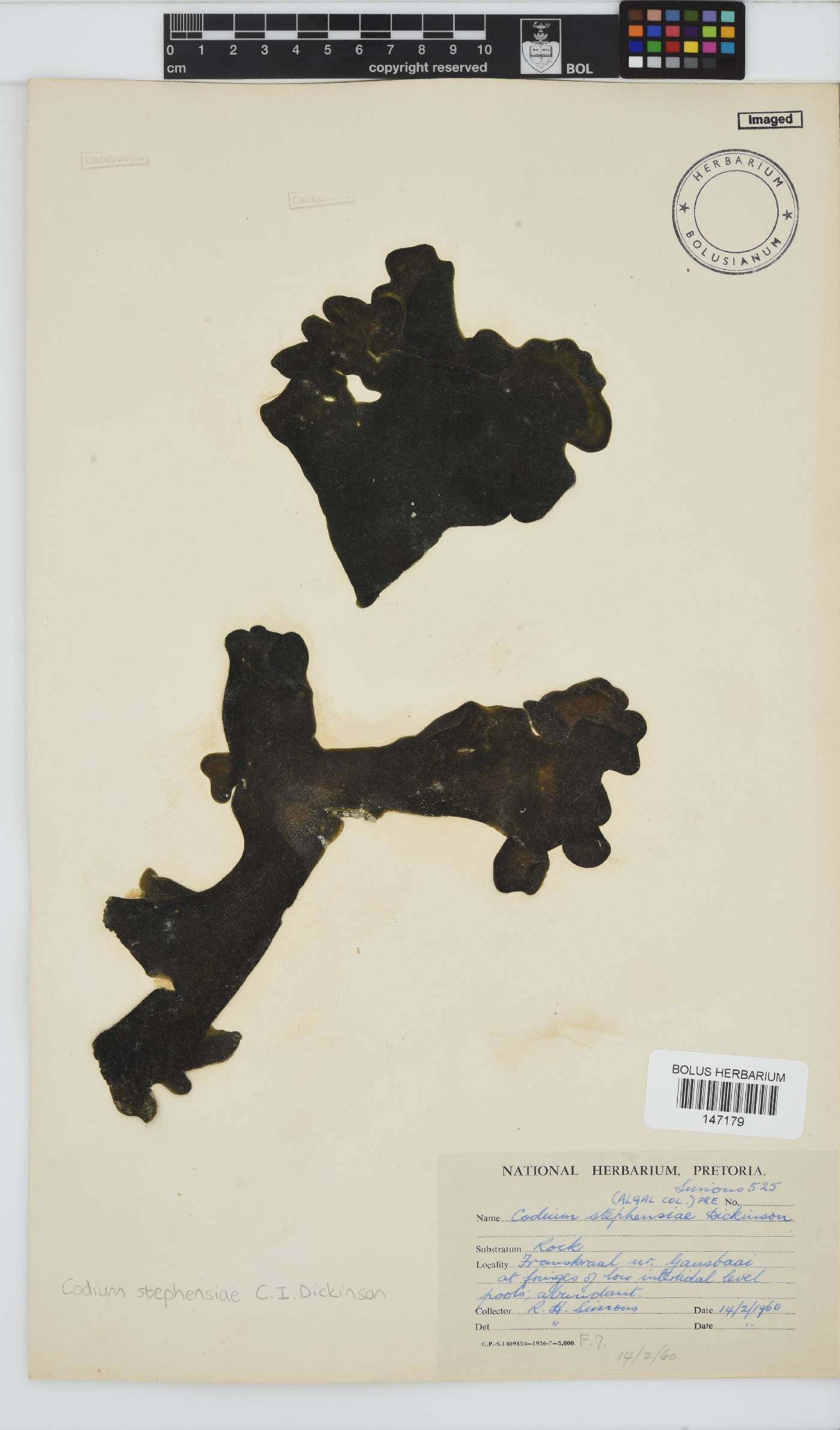 Codium image