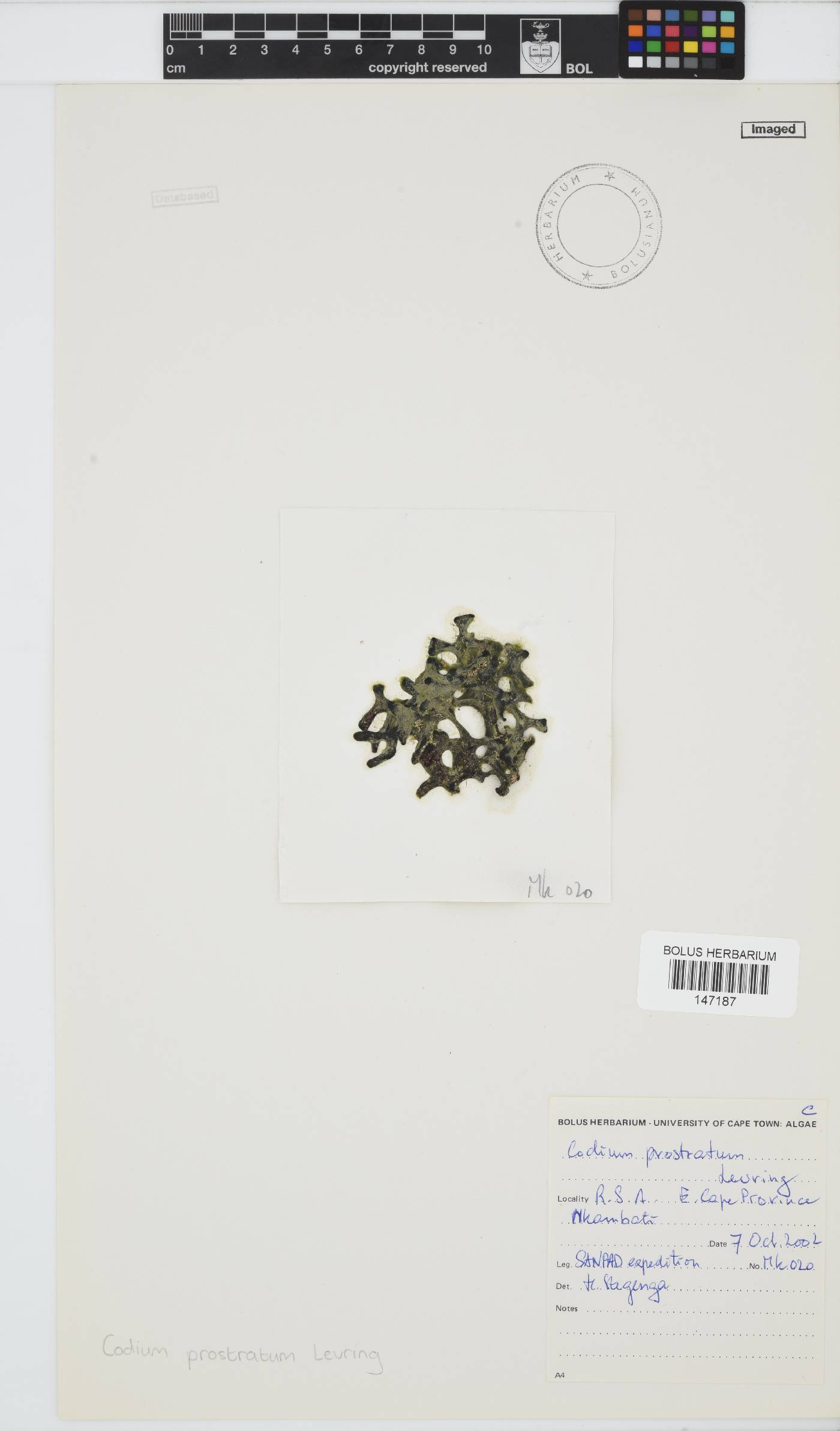 Codium prostratum image