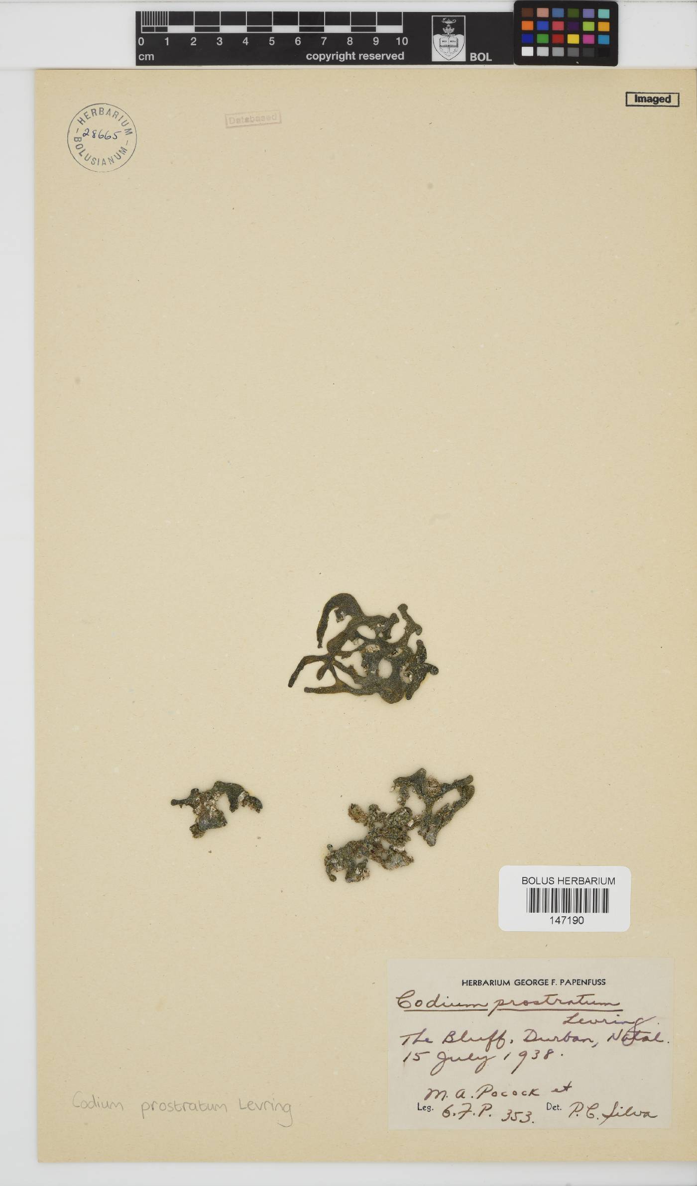 Codium prostratum image
